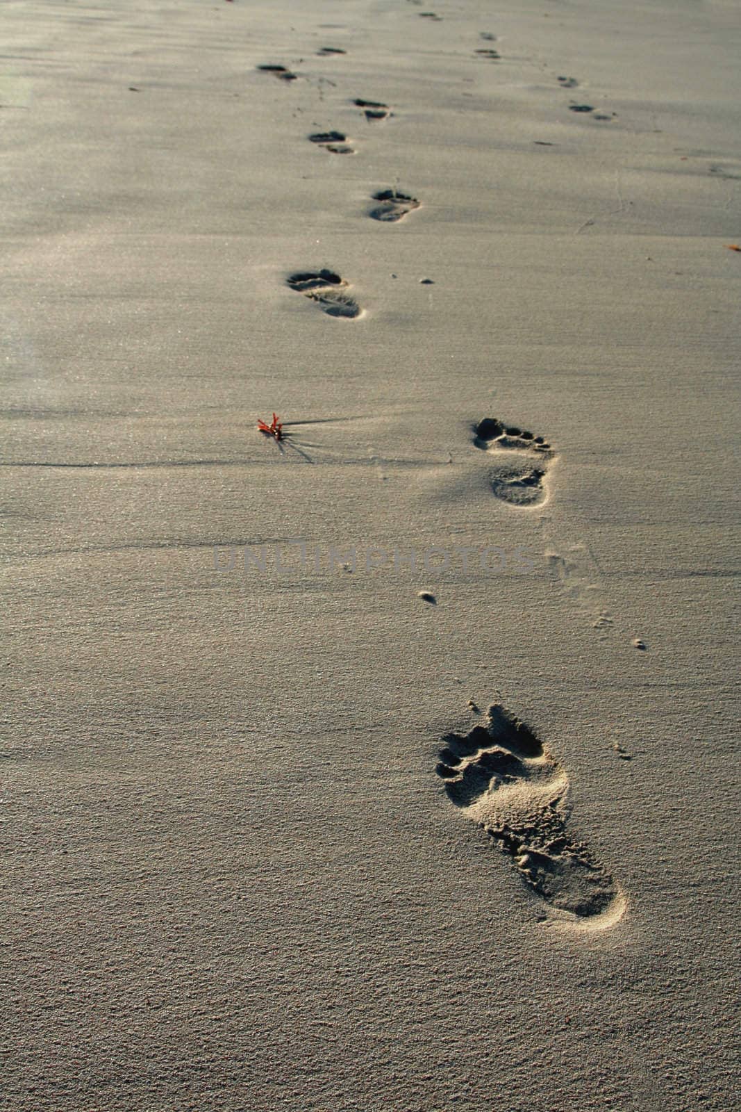 Footprints in the sand at dusk.