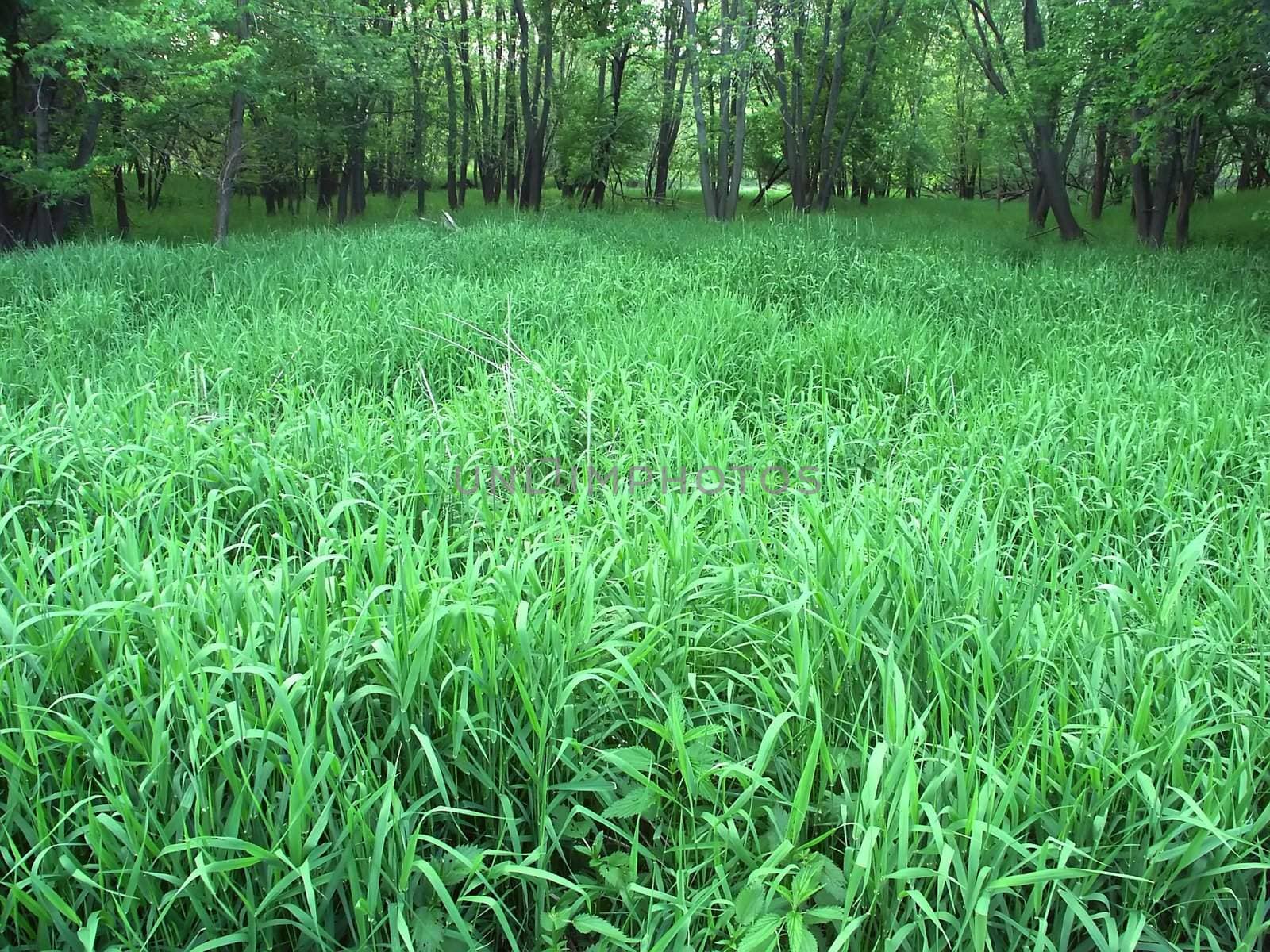 Dense understory vegetation covers the forest floor at Blackhawk Springs Forest Preserve in Illinois.