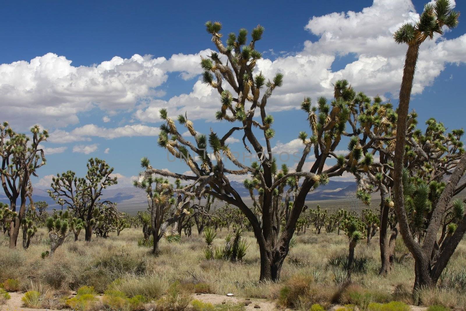 Joshua Trees in the Mojave Desert by Wirepec