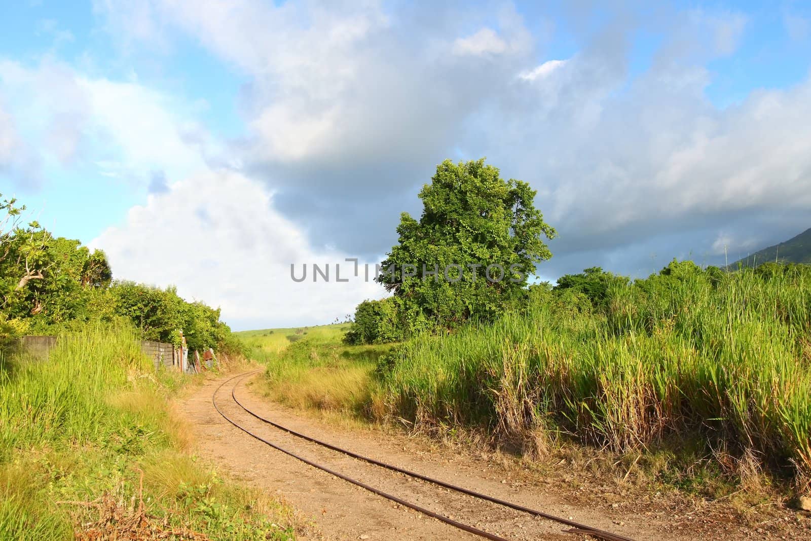 Railroad tracks run through a sugar cane field on Saint Kitts.