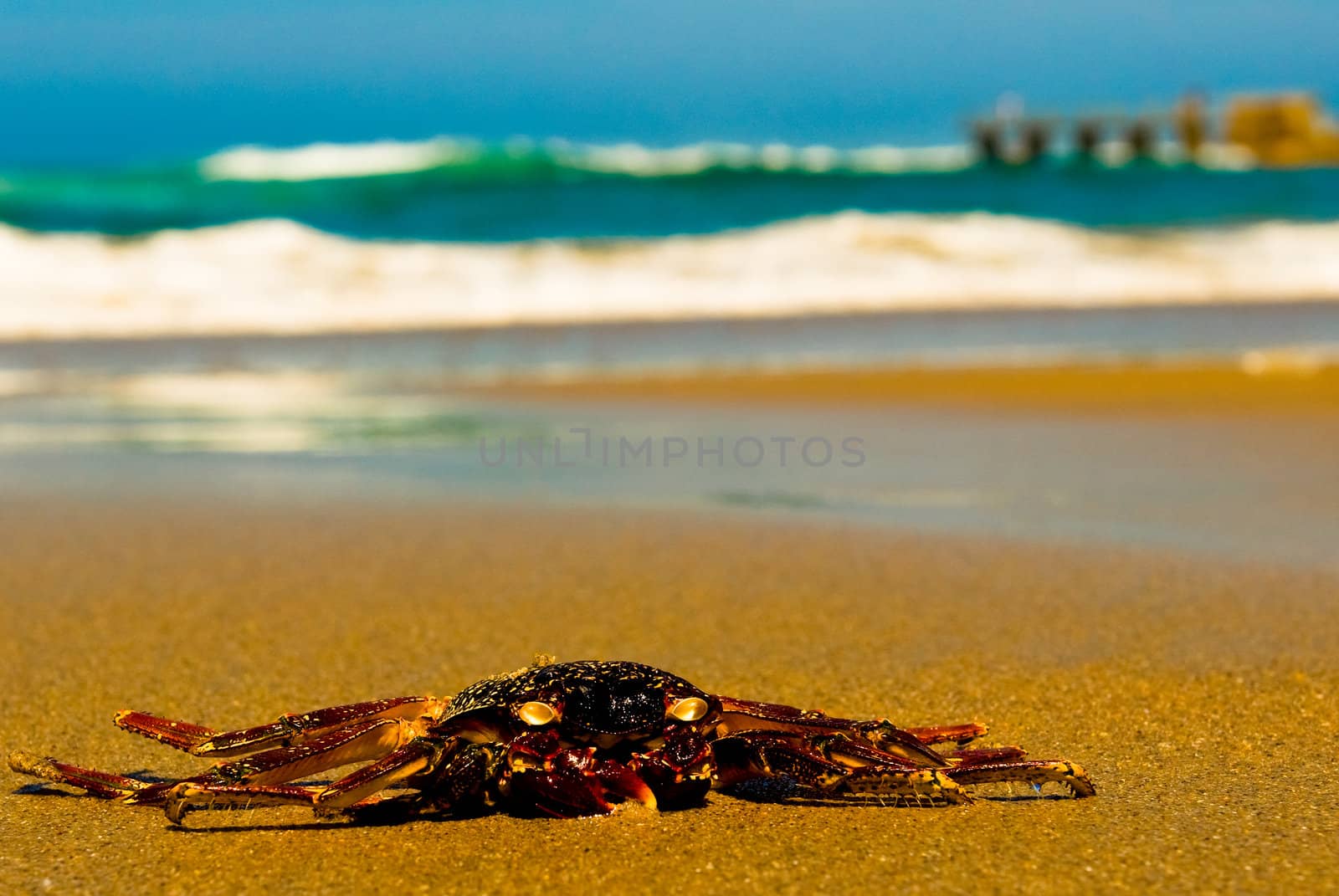 Crab on beach with sea in background