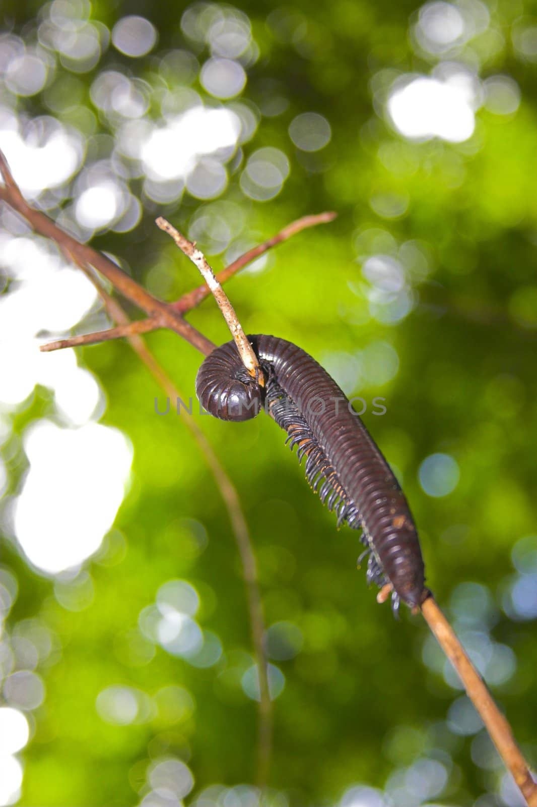 Millipede  by georgeburba