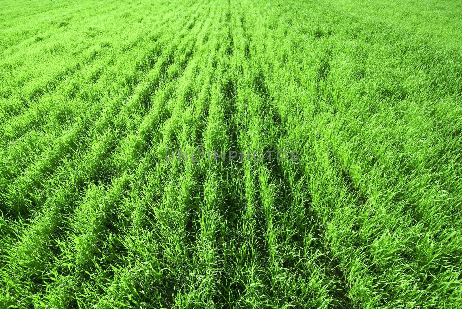 Green grass texture from a soccer field fresh