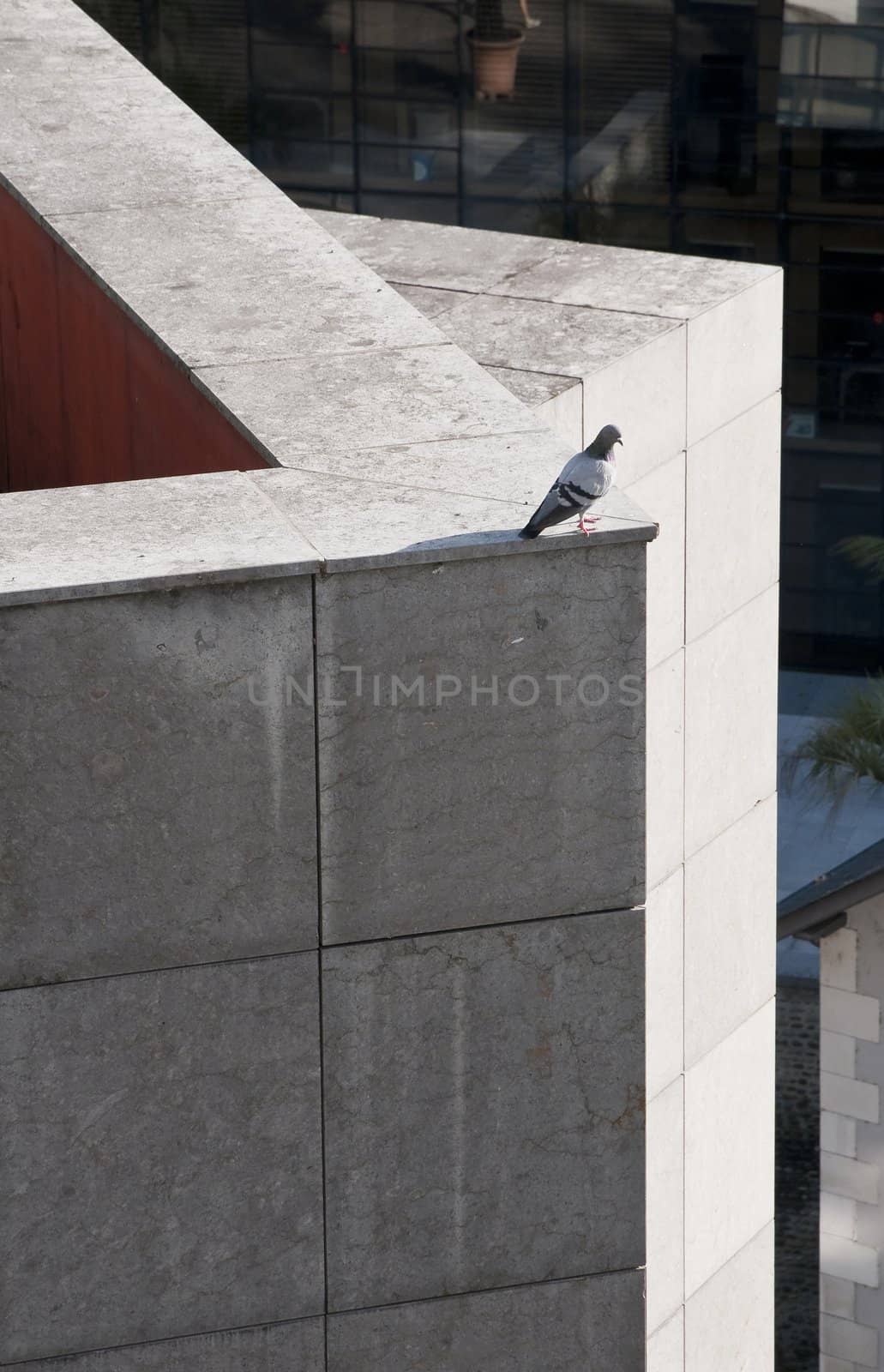 Pigeon alone on a city wall
