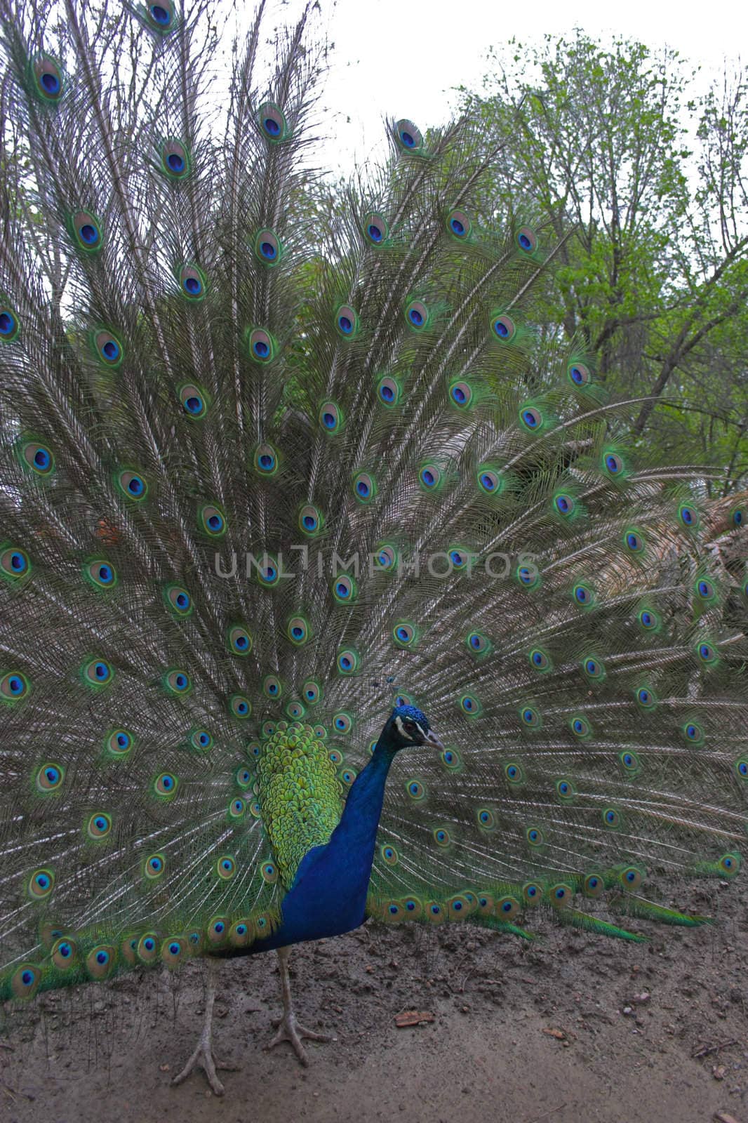 Fragments of peacock and its tail in prime colors