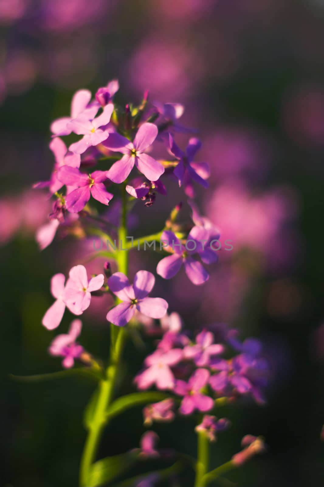 Macro with pink spring wild flowers in the forest understory