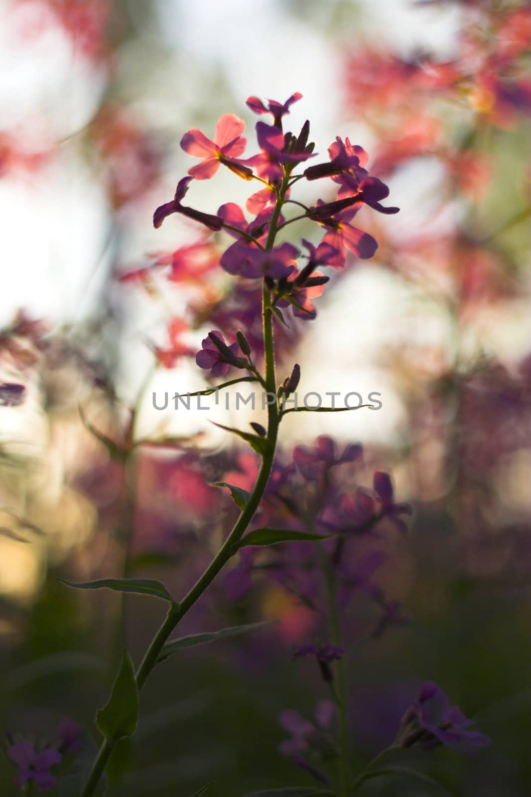 Macro with pink spring wild flowers in the forest understory