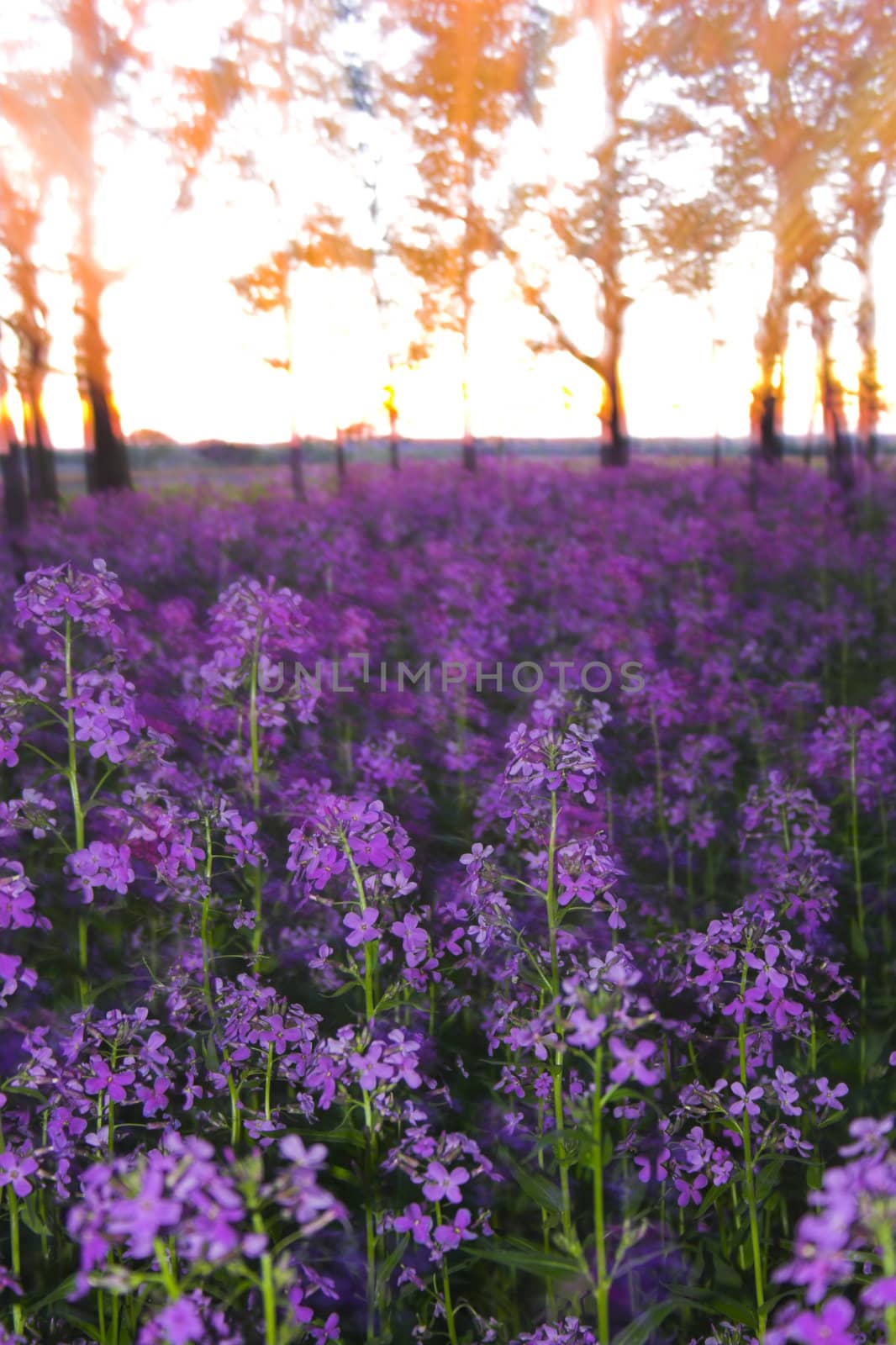 Abstracts blurs with flowers by georgeburba