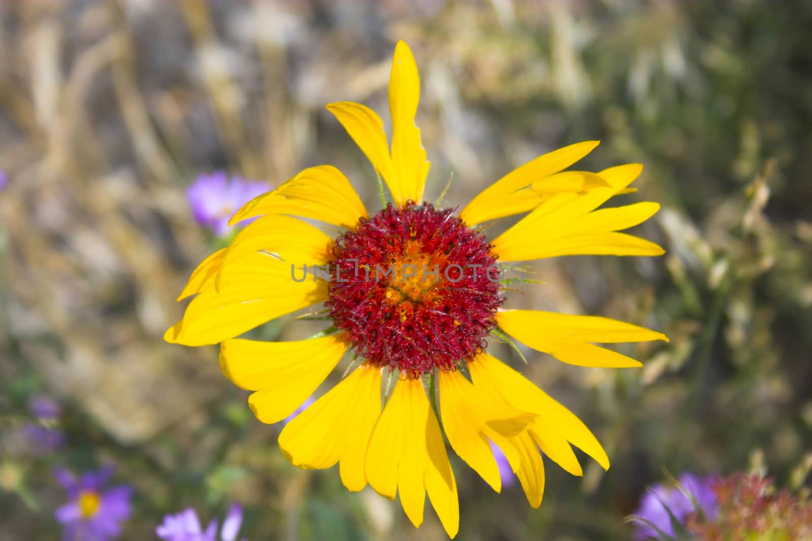 Sunny prairie meadows blooming with black-eyed Suzy flowers