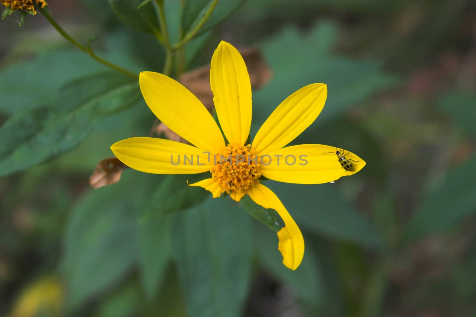 Small bug sitting on a half eaten yellow flower