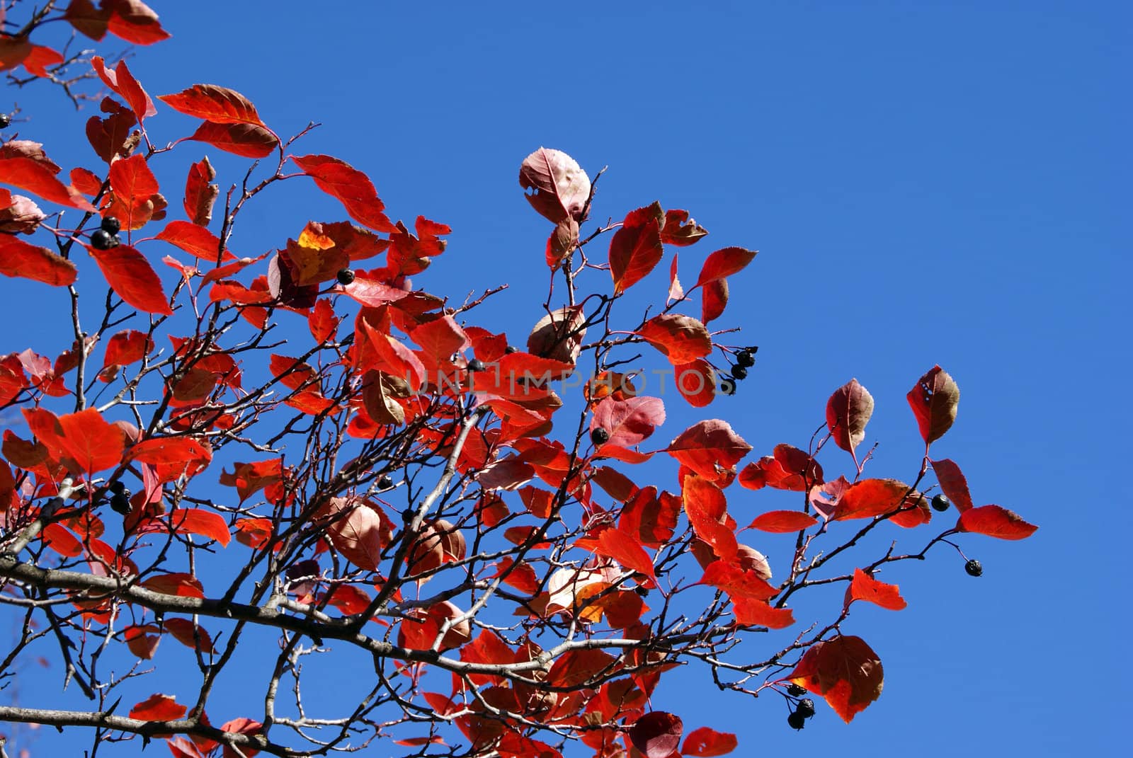 Red leaves and black berries of a small Aronia tree in autumn against the blue sky.