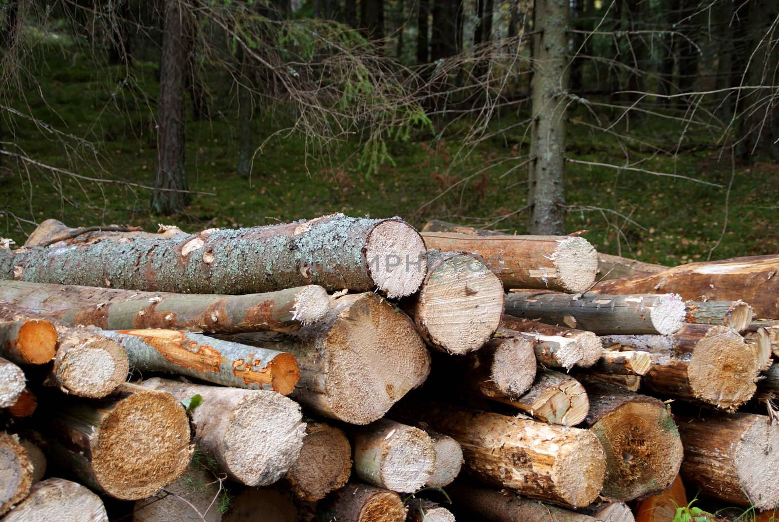 Detail of dry firewood stacked in forest near harvesting site. Photographed in Salo, Finland