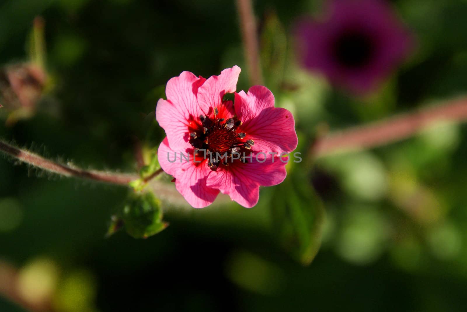 A closeup of the pink blossom of Potentilla nepalensis, "Miss Willmott". Shallow depth of field.