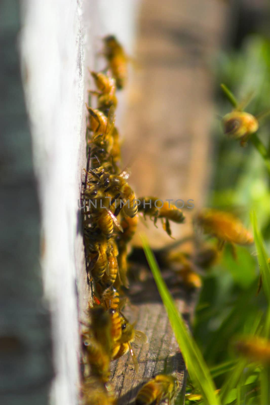 Old beehive with bees flying around it