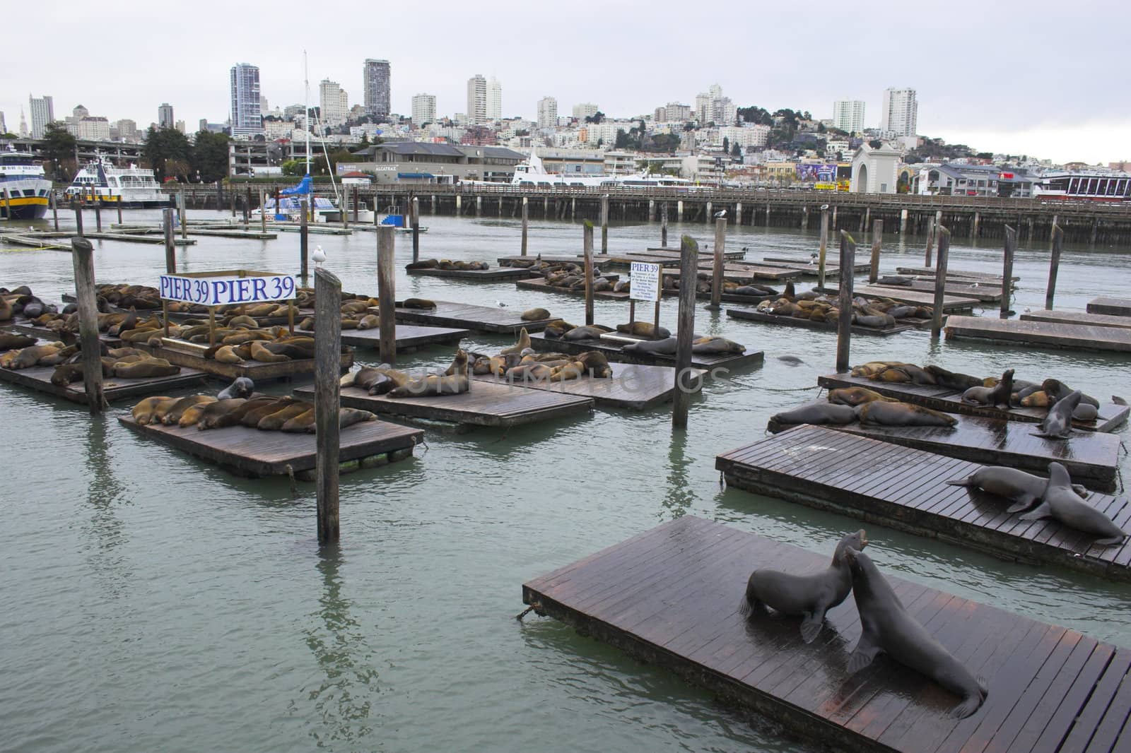 Sea lions at Fisherman Wharf, San Francisco, California