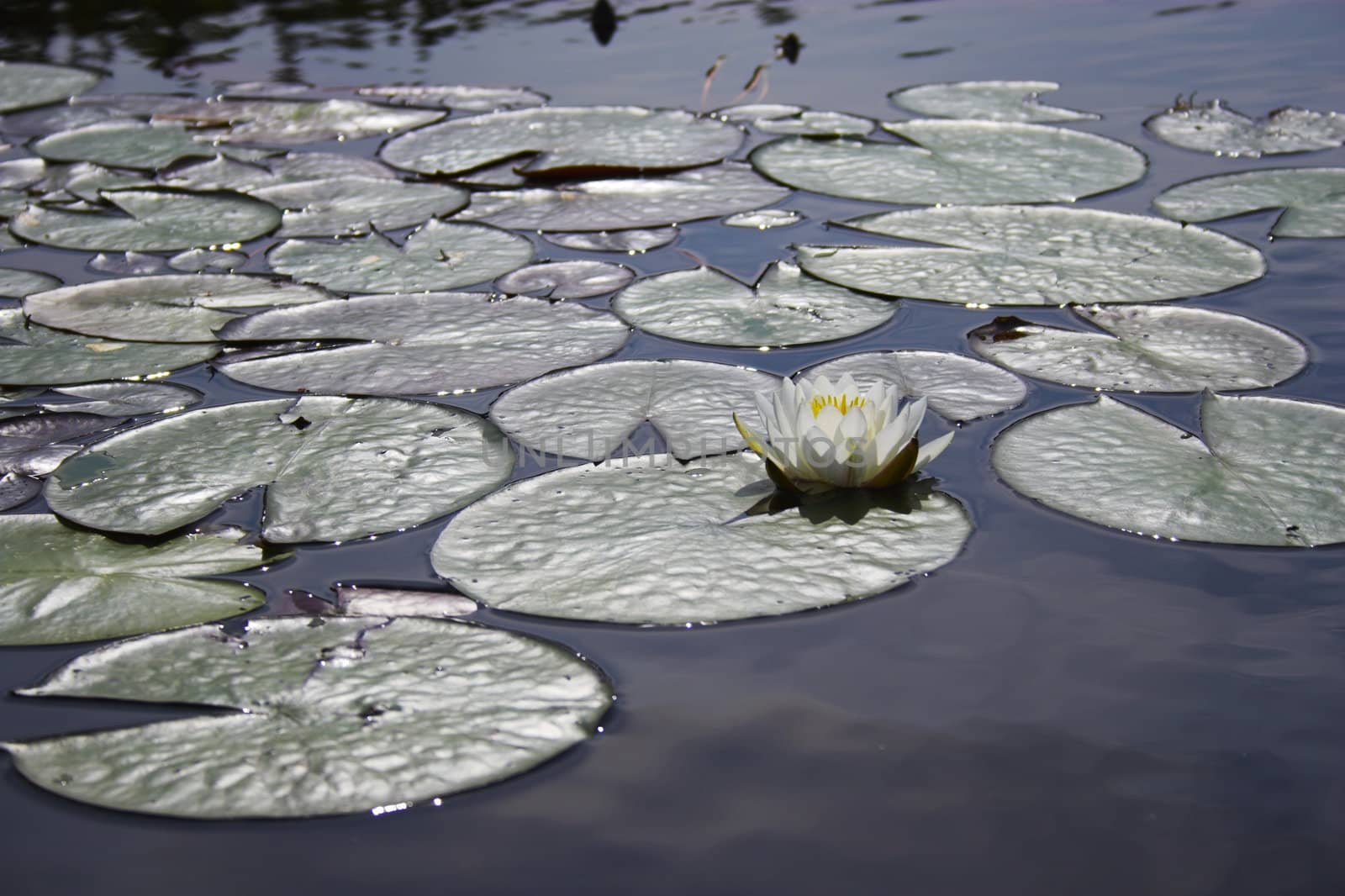 Scenic view of the pond with wild water lily in Boundary Water Canoe Wilderness