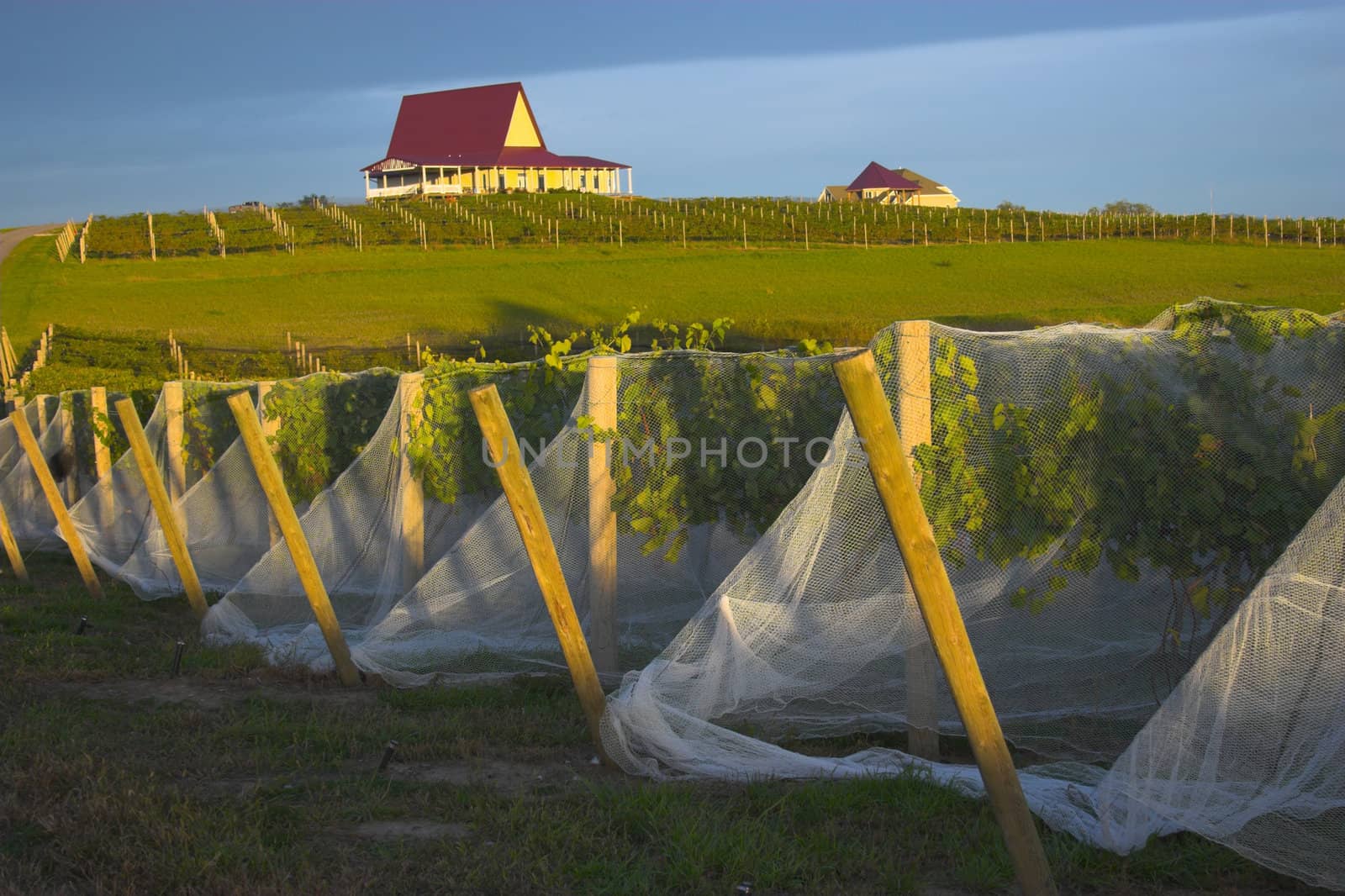 Winery in Nebraska with vines covered by a net to ptotect grapes from birds