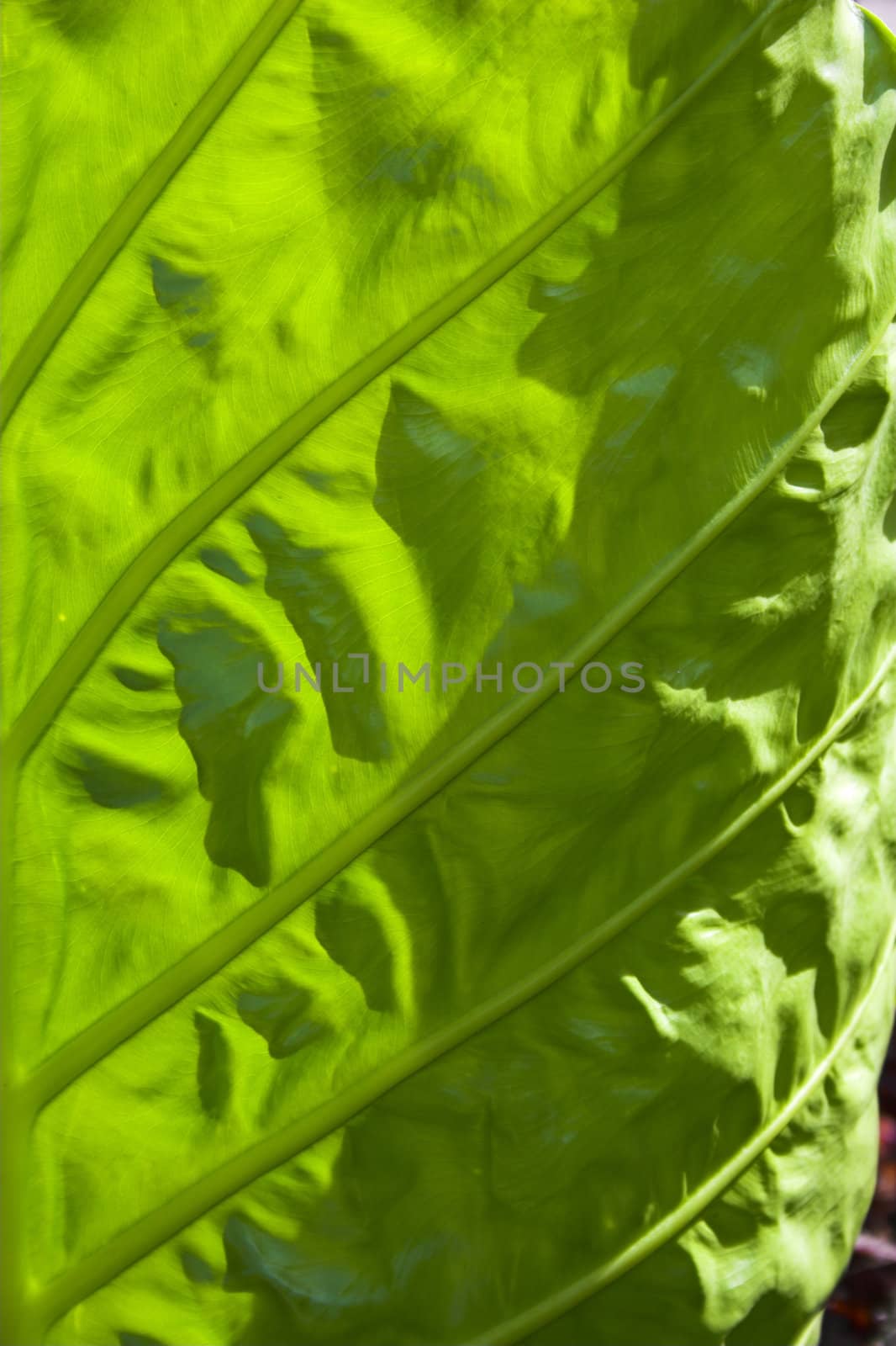 Large tropical leaf background sunlit from behind