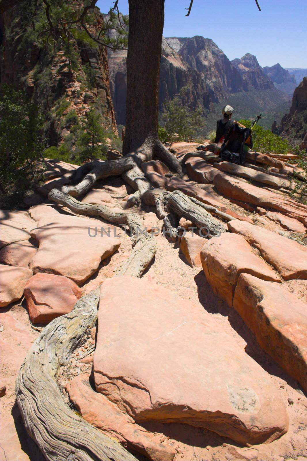 Hiker resting at the Angel Landing near the pine