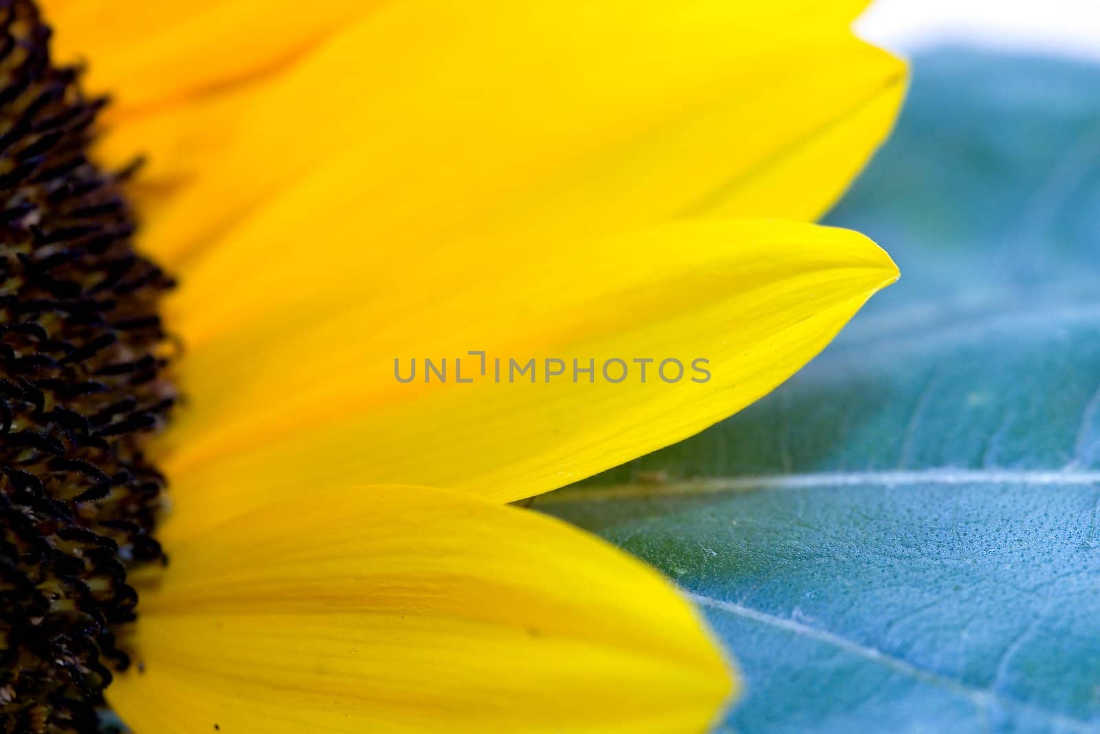 Sunflower by dolnikow