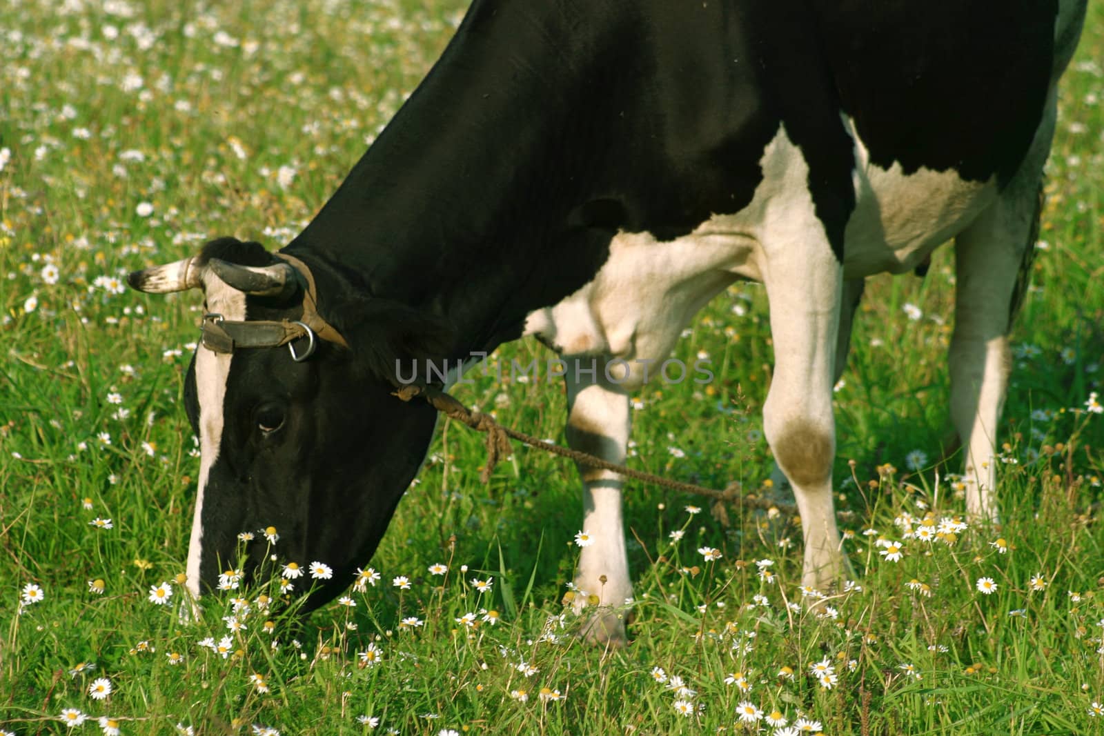 The cow grazed on a meadow