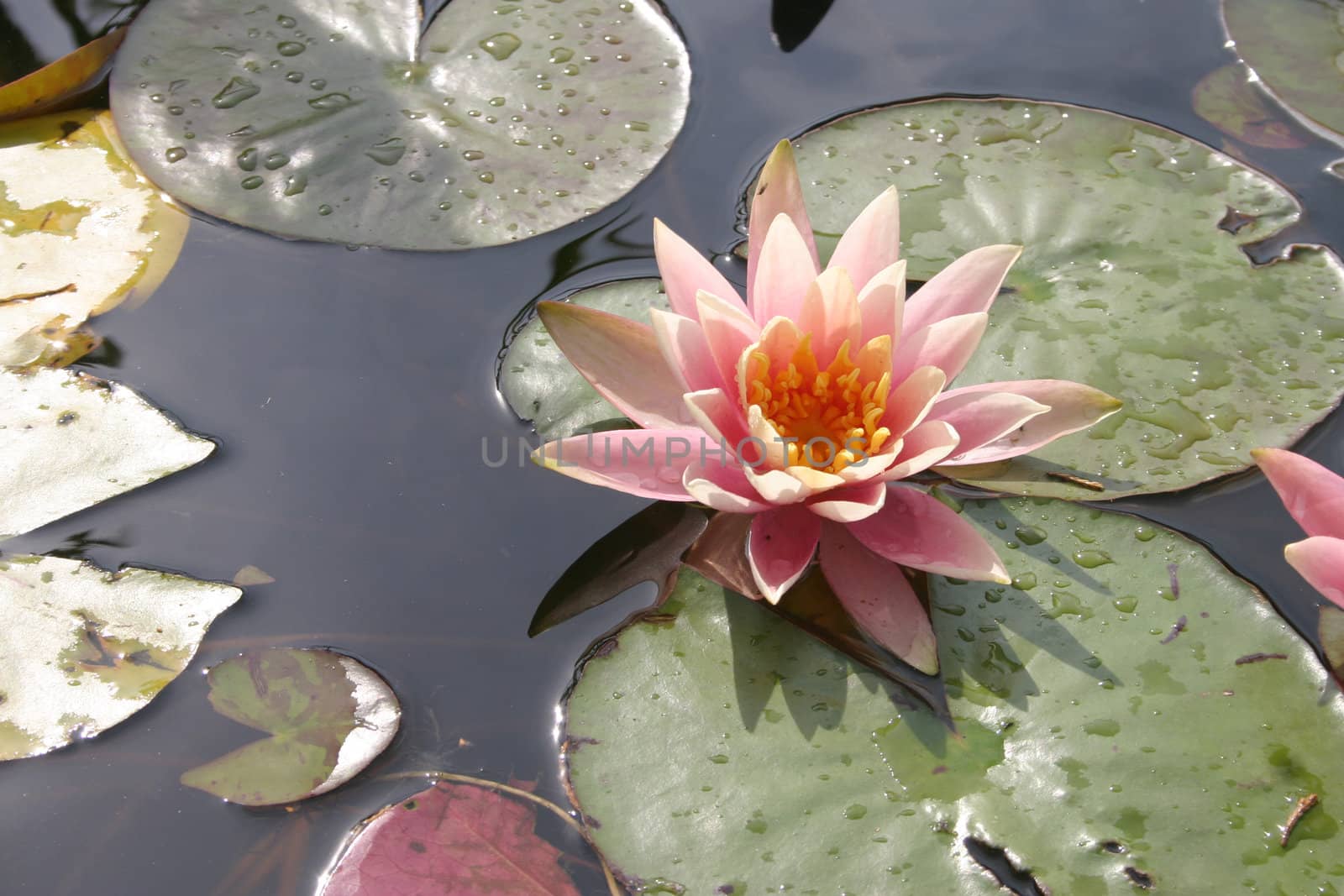 Pond with water lilies