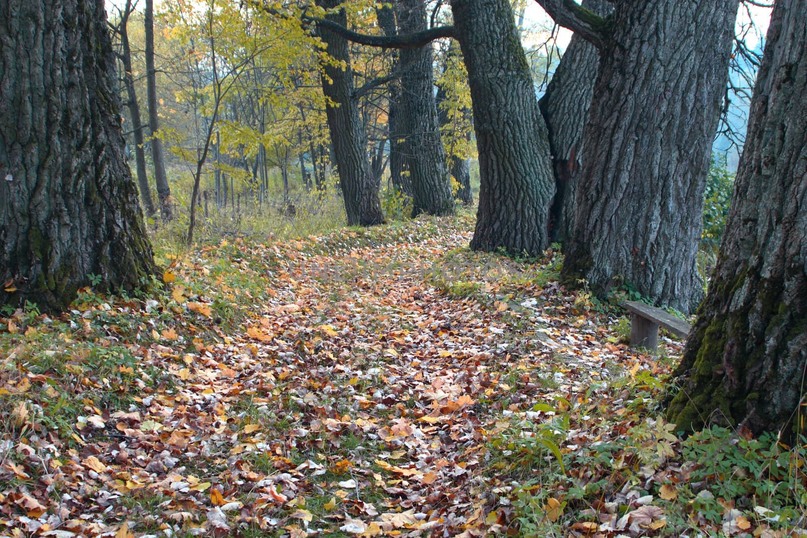 Footpath among trees with the turned yellow foliage, a bench among trees