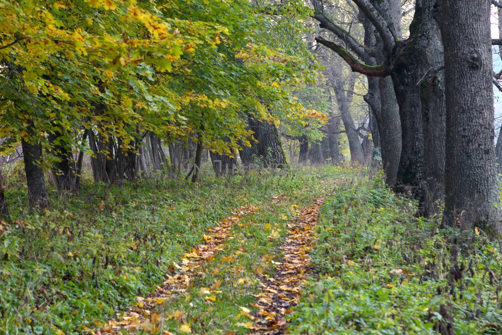 Footpath among trees with the turned yellow foliage