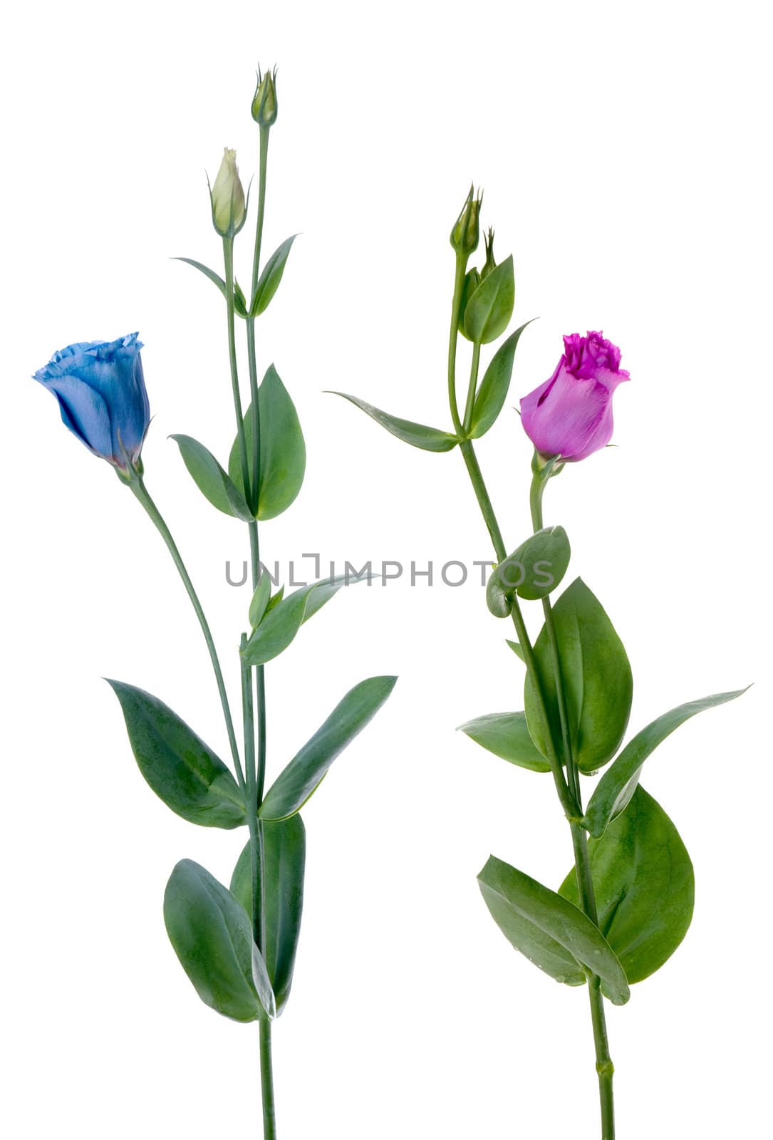 Two beautiful blue and violet flowers isolated on white background.