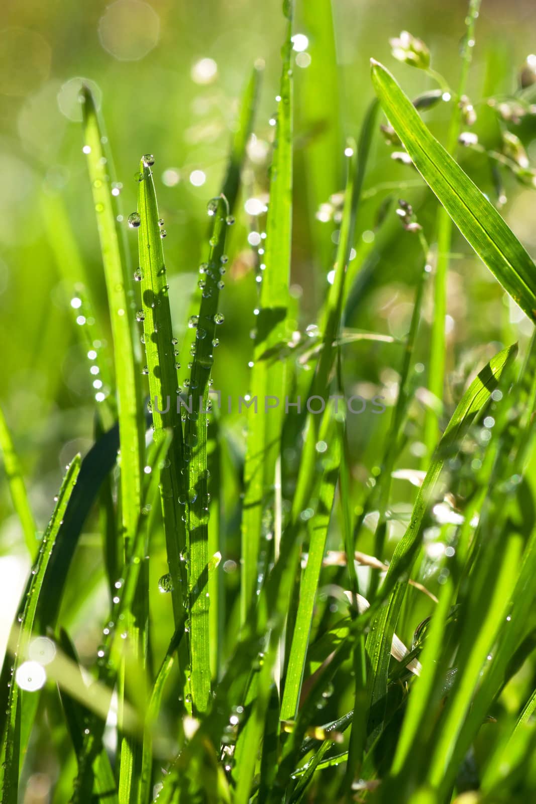 Morning drops by AGorohov