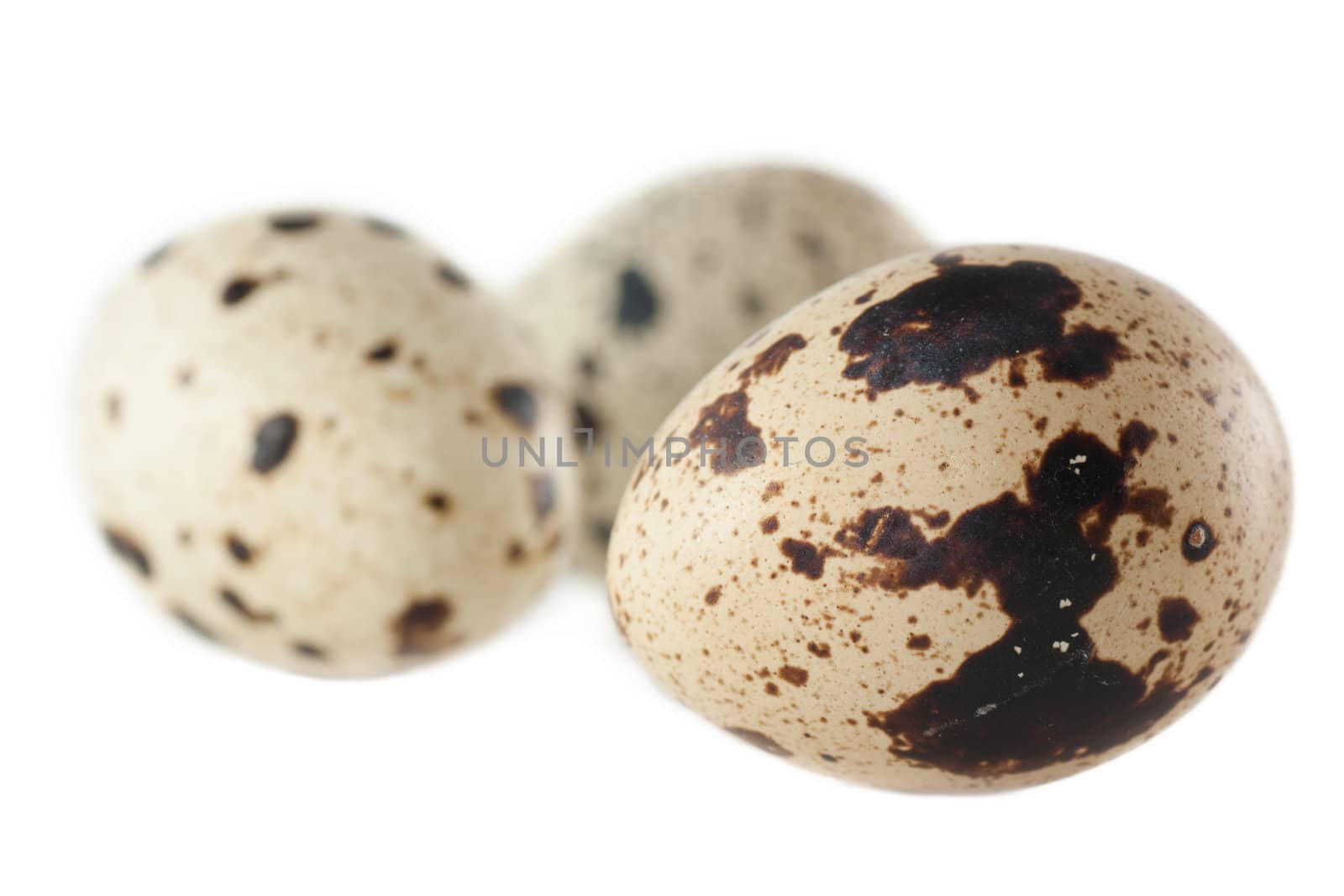 Very young quails isolated on white