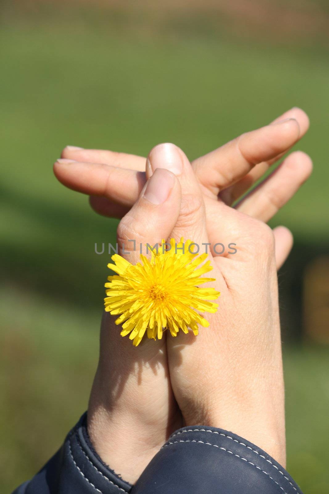 Hands with flower by maryp