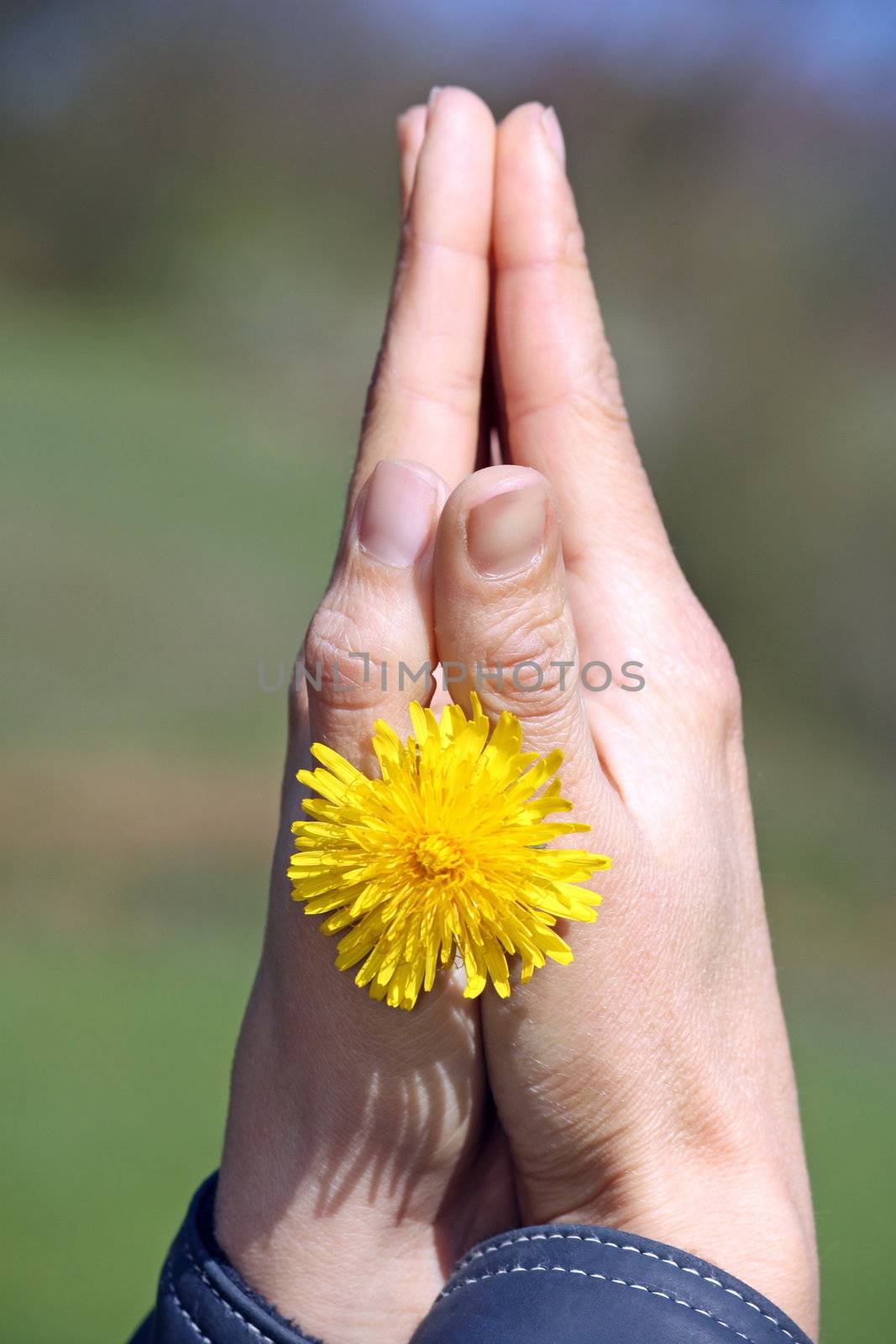 Hands with flower