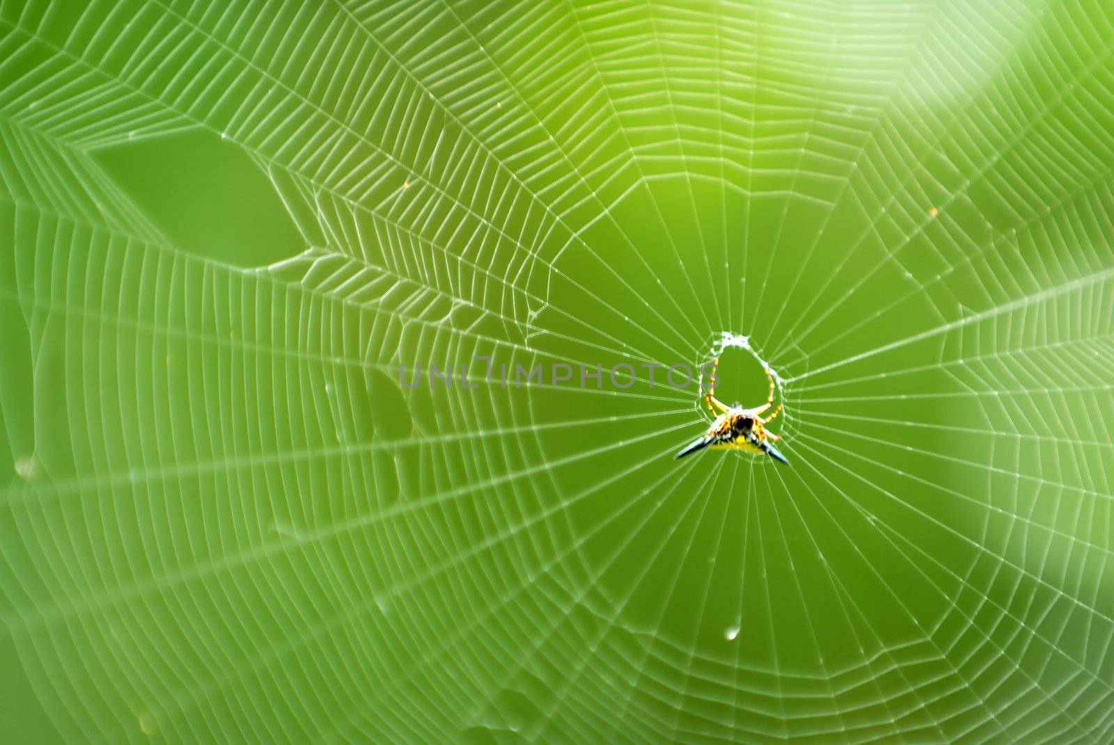 The spider making the web