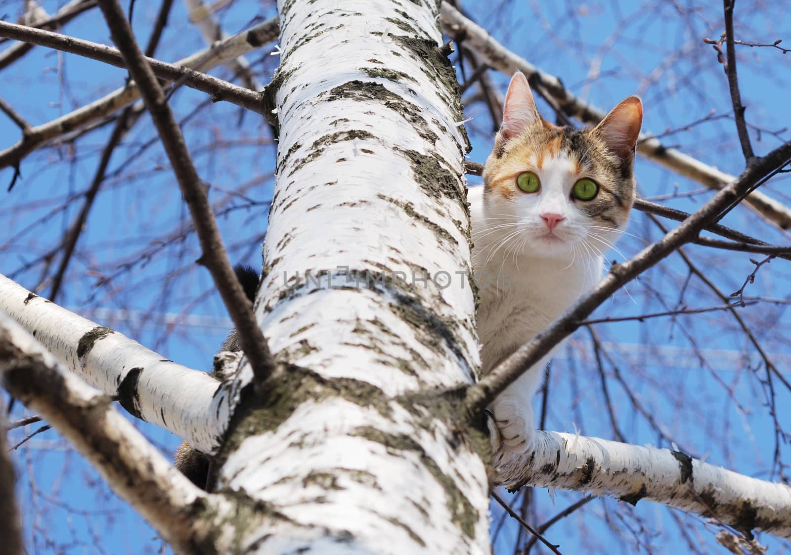 A cat on a tree looking down.