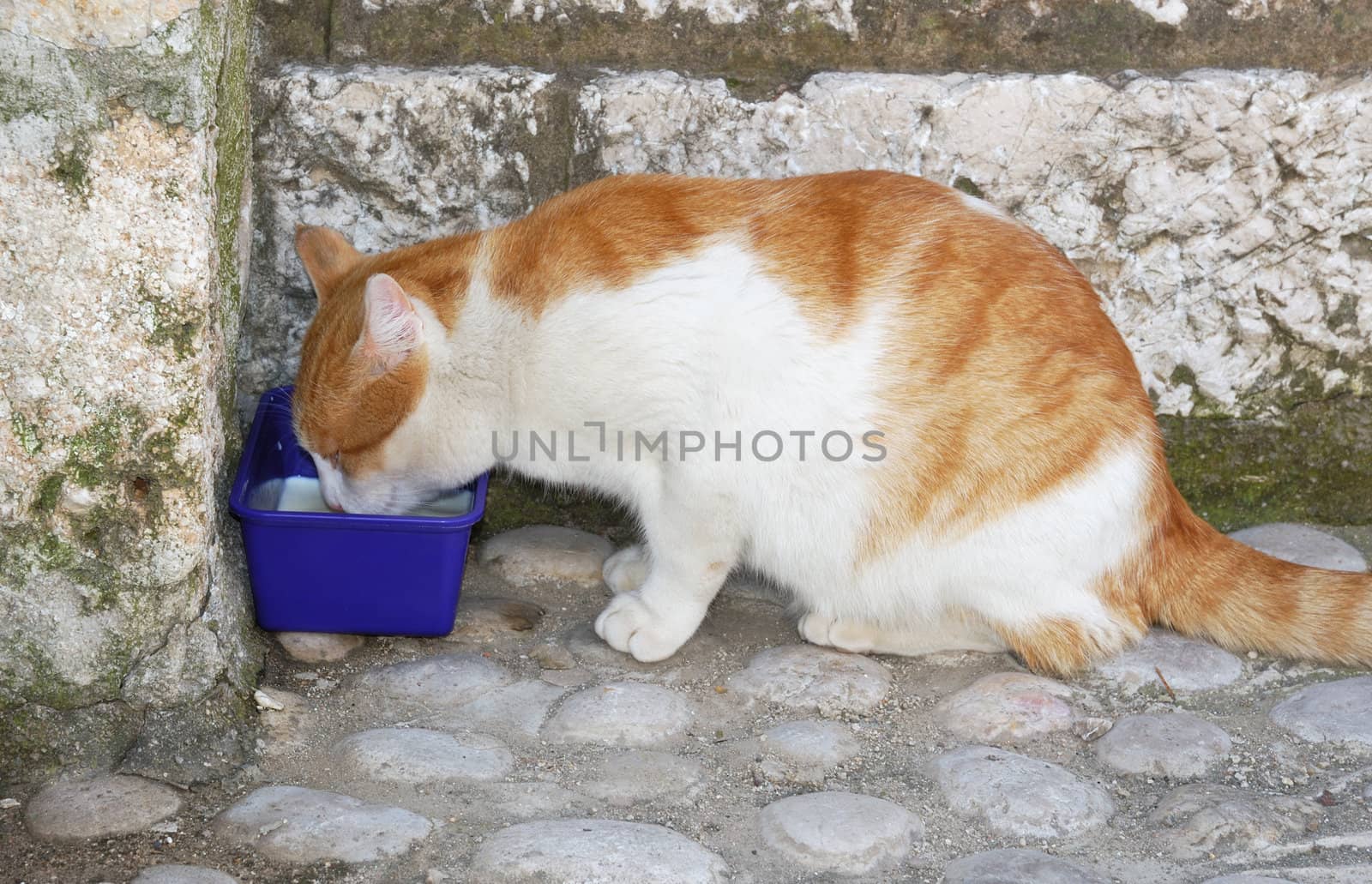 Homeless cat drinking milk on a street from a plastic bowl.