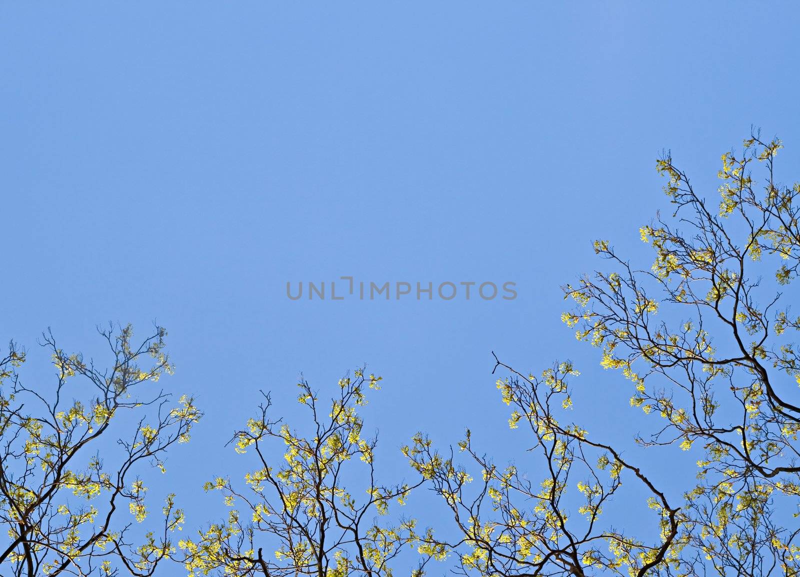 Branches of a tree with yellow flowers against blue sky