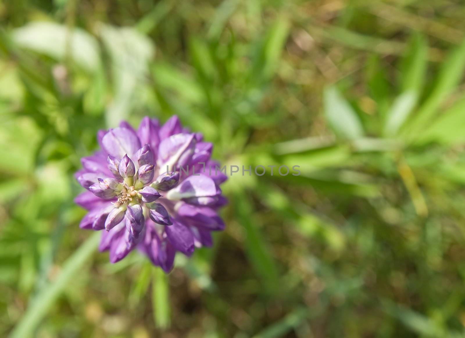 Lupine flower in a field, view from above