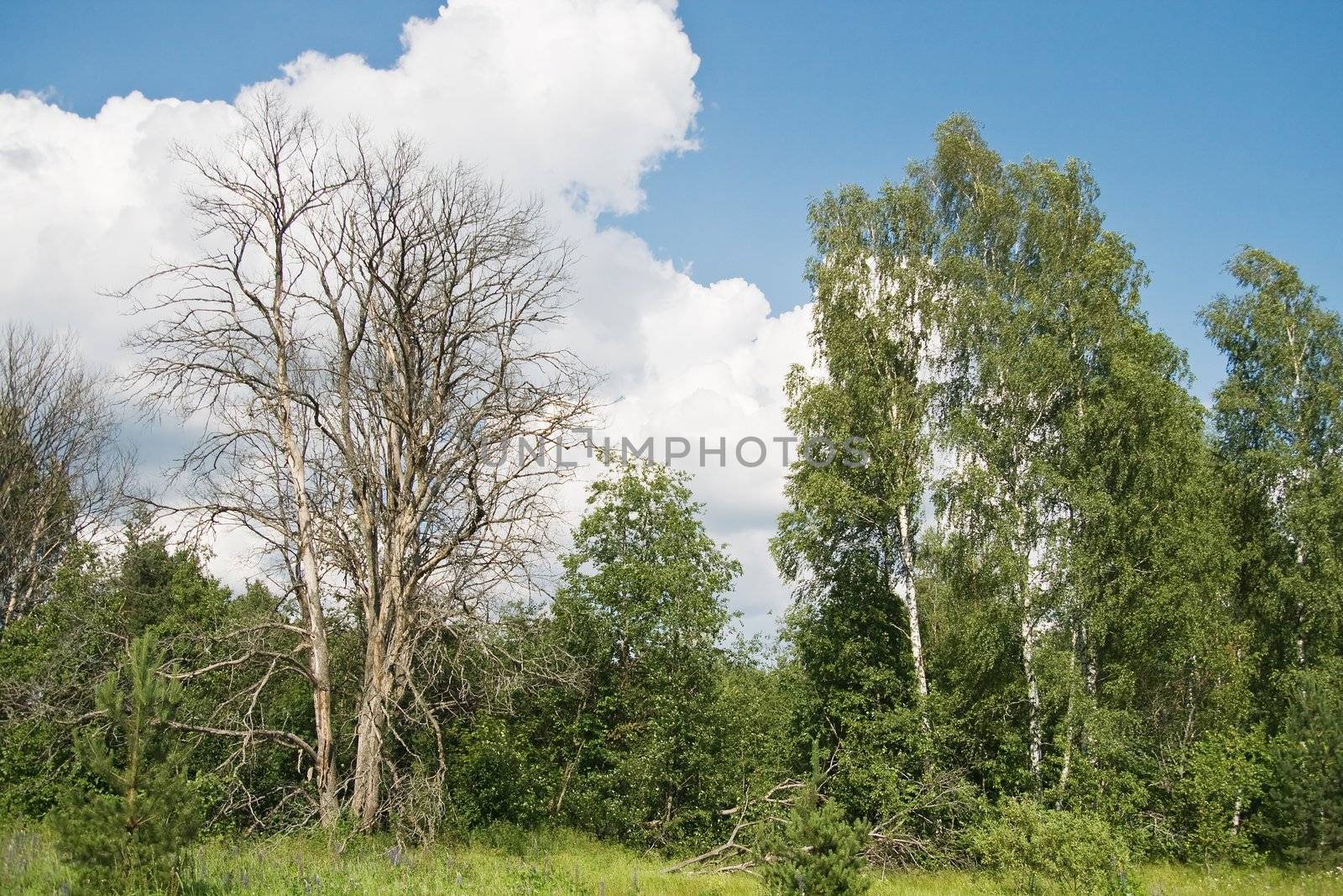 A dead tree on an edge of a forest
