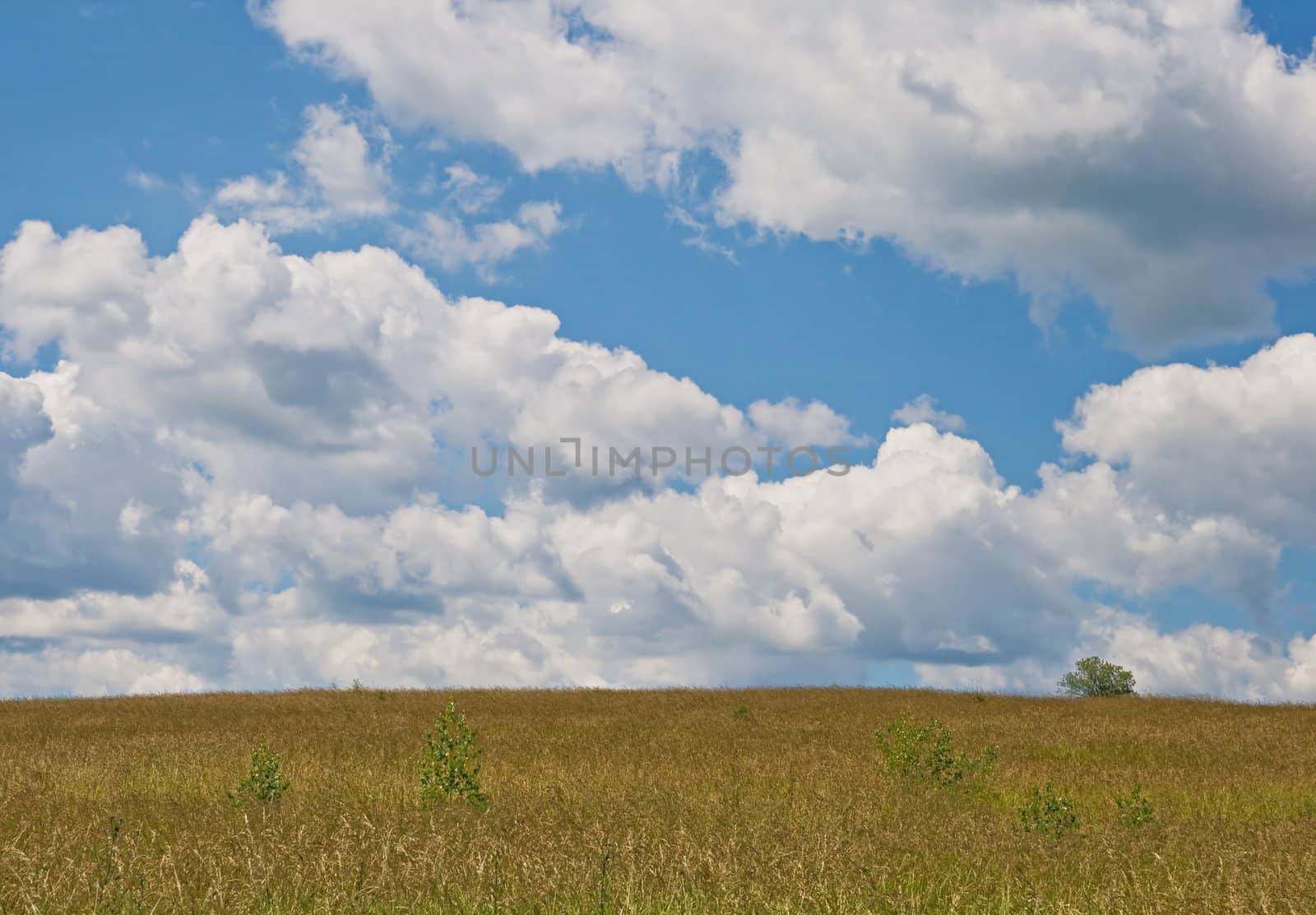 Yellow field and sky with couds in a sunny day