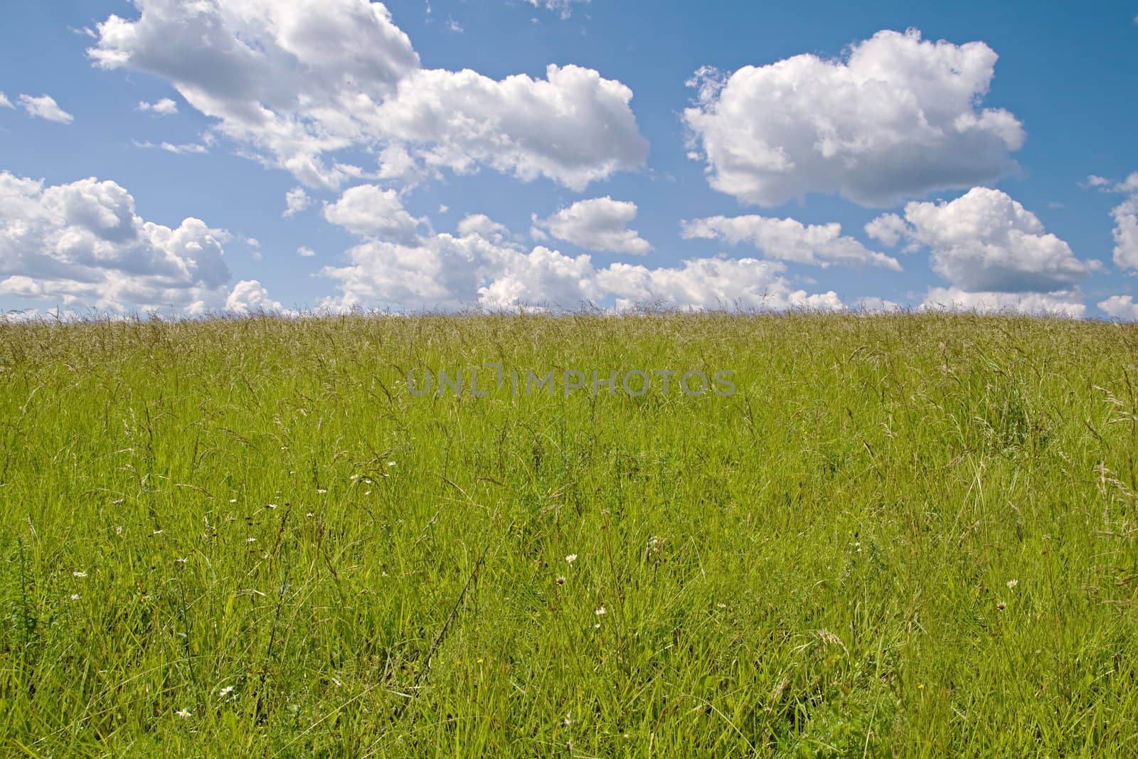 Yellow field and sky with clouds in a sunny day