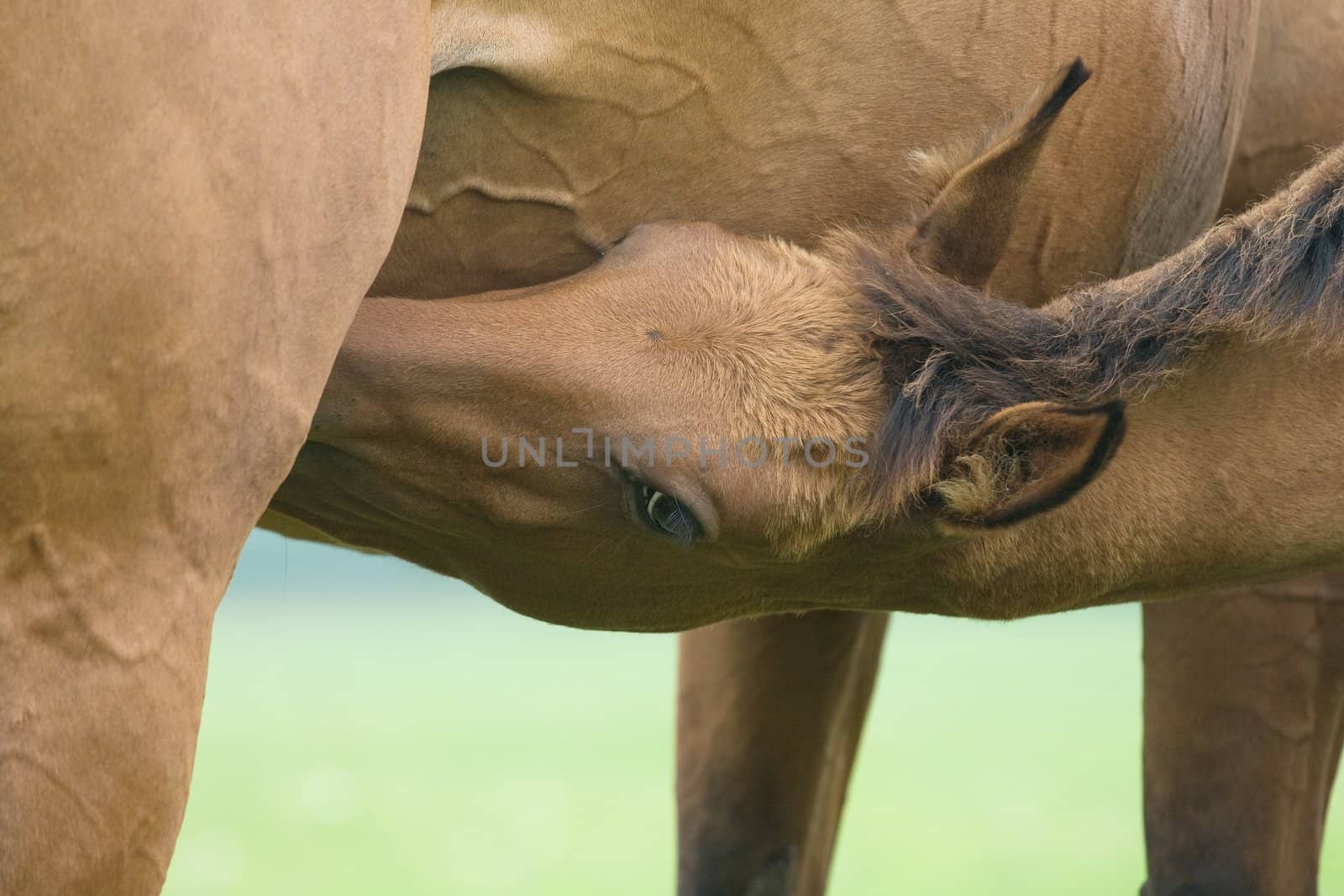 A brown foal suckling his mother