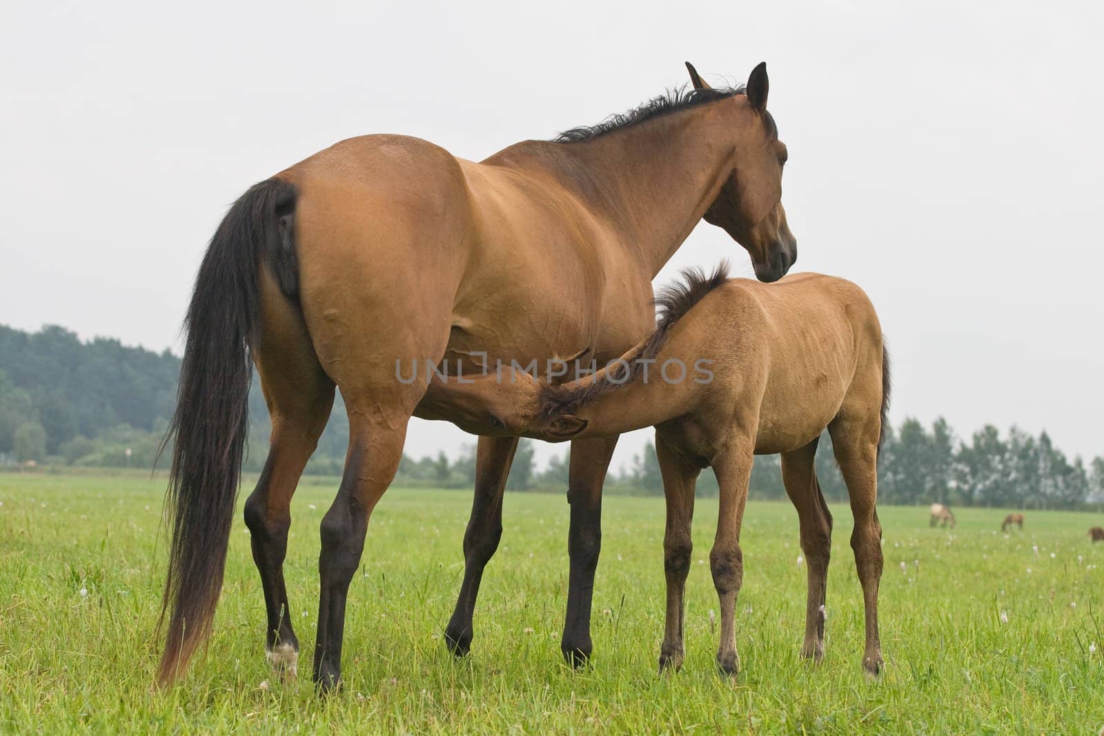 A brown foal suckling his mother
