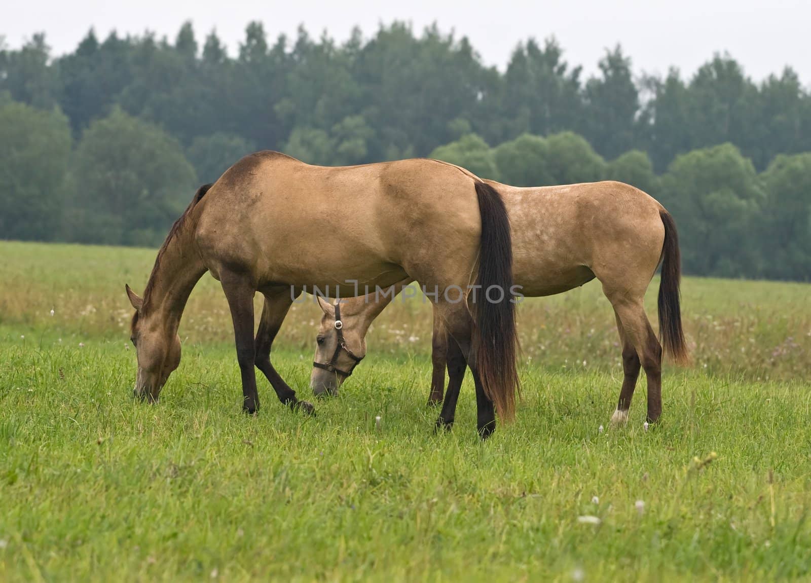Two pasturing horses on a meadow