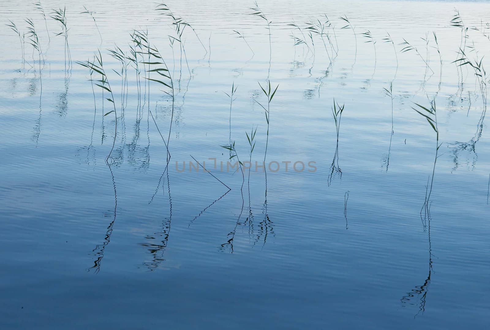 Lake weeds in water in the evening