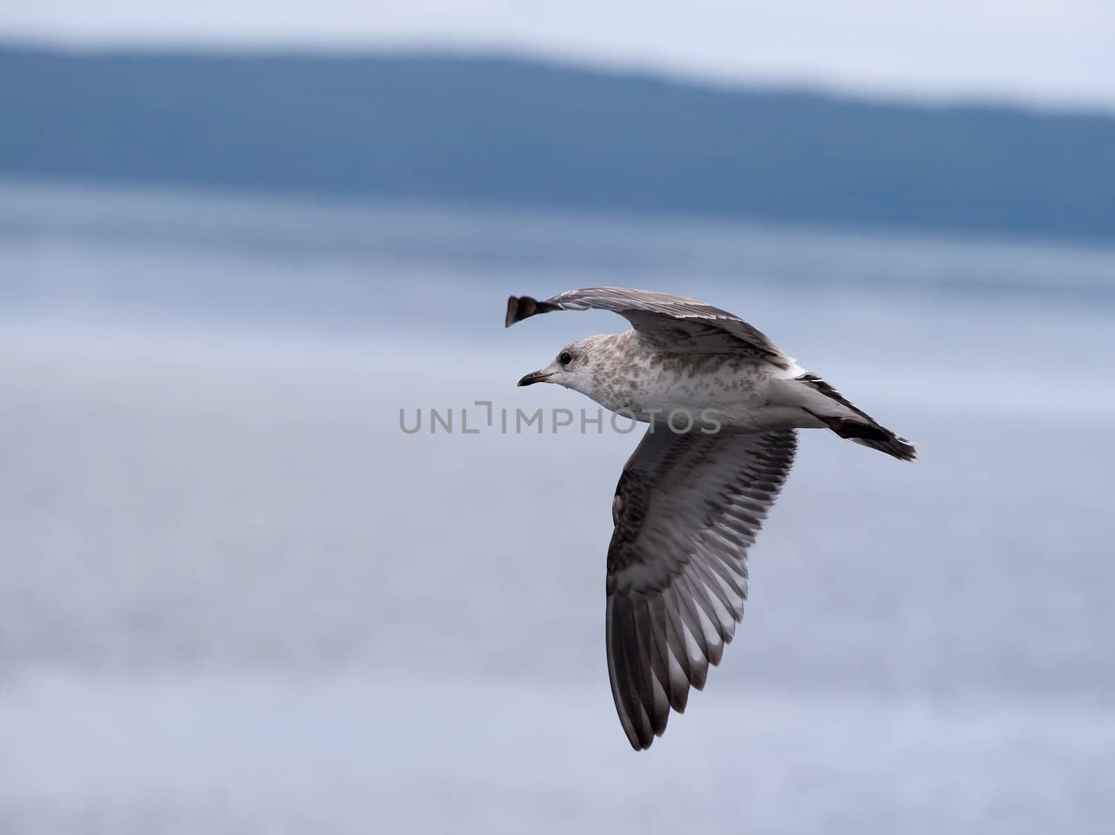 Seagull flying against sea and sky background