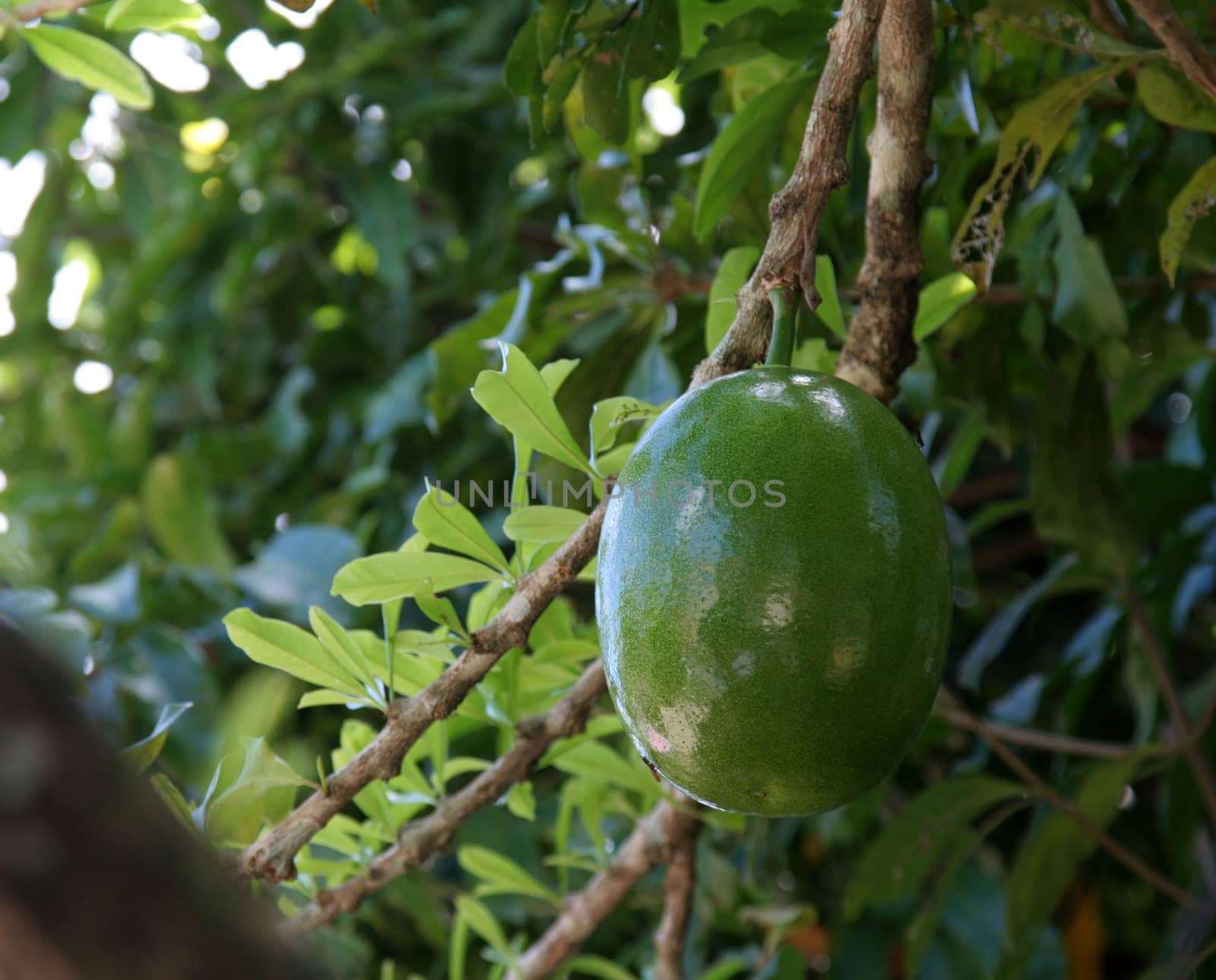 Fresh mango fruit hanging from a tree.