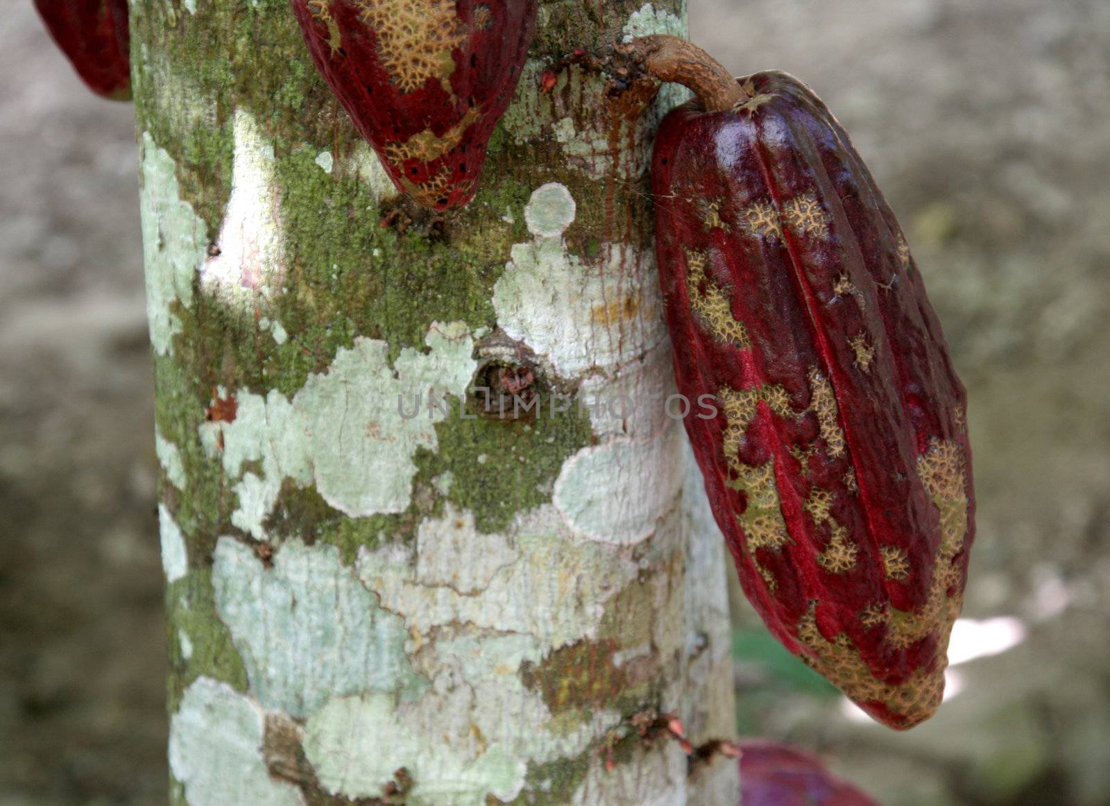 A cocoa pod on a tree.