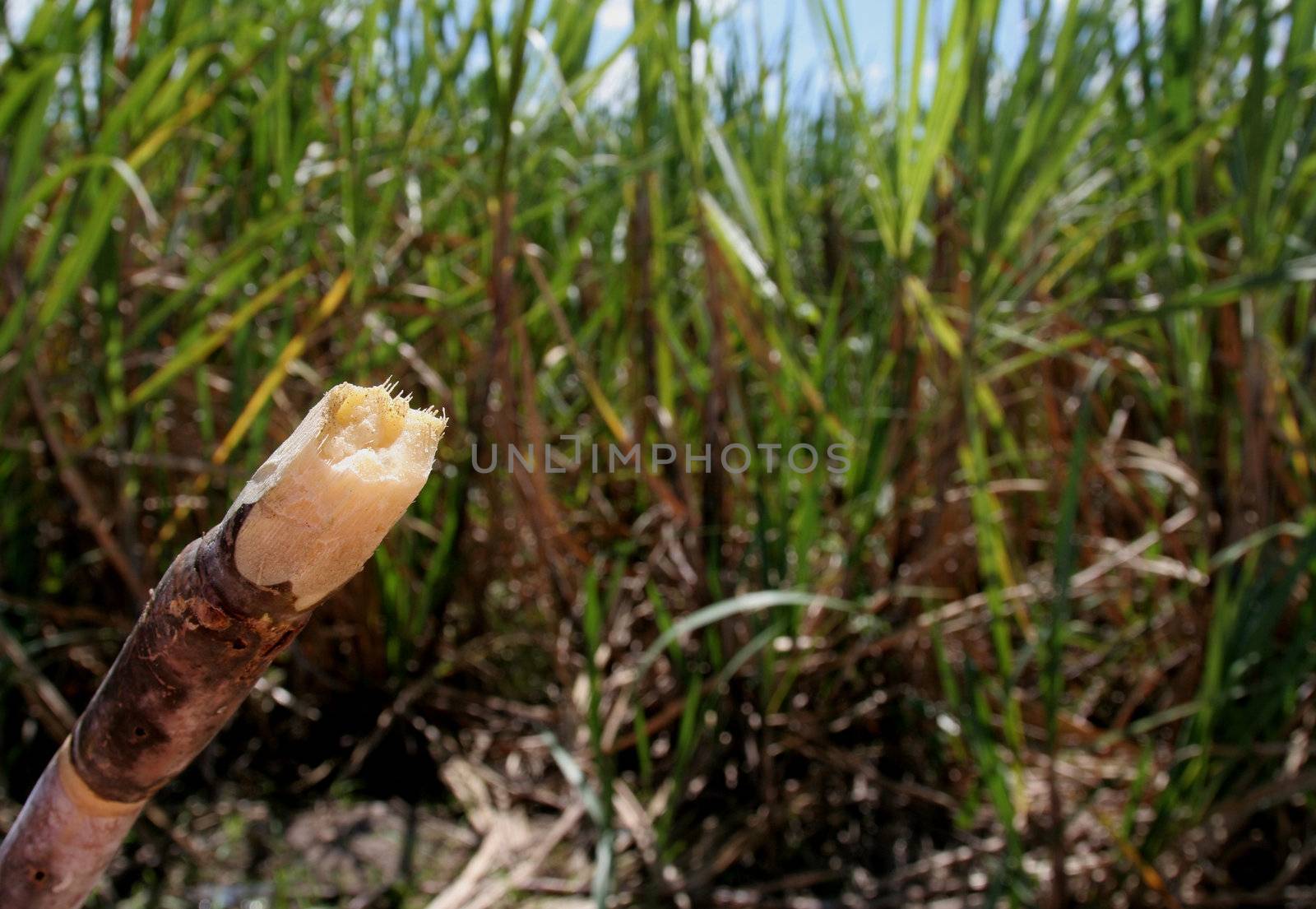 A piece of sugar with a sugar cane field in the background.