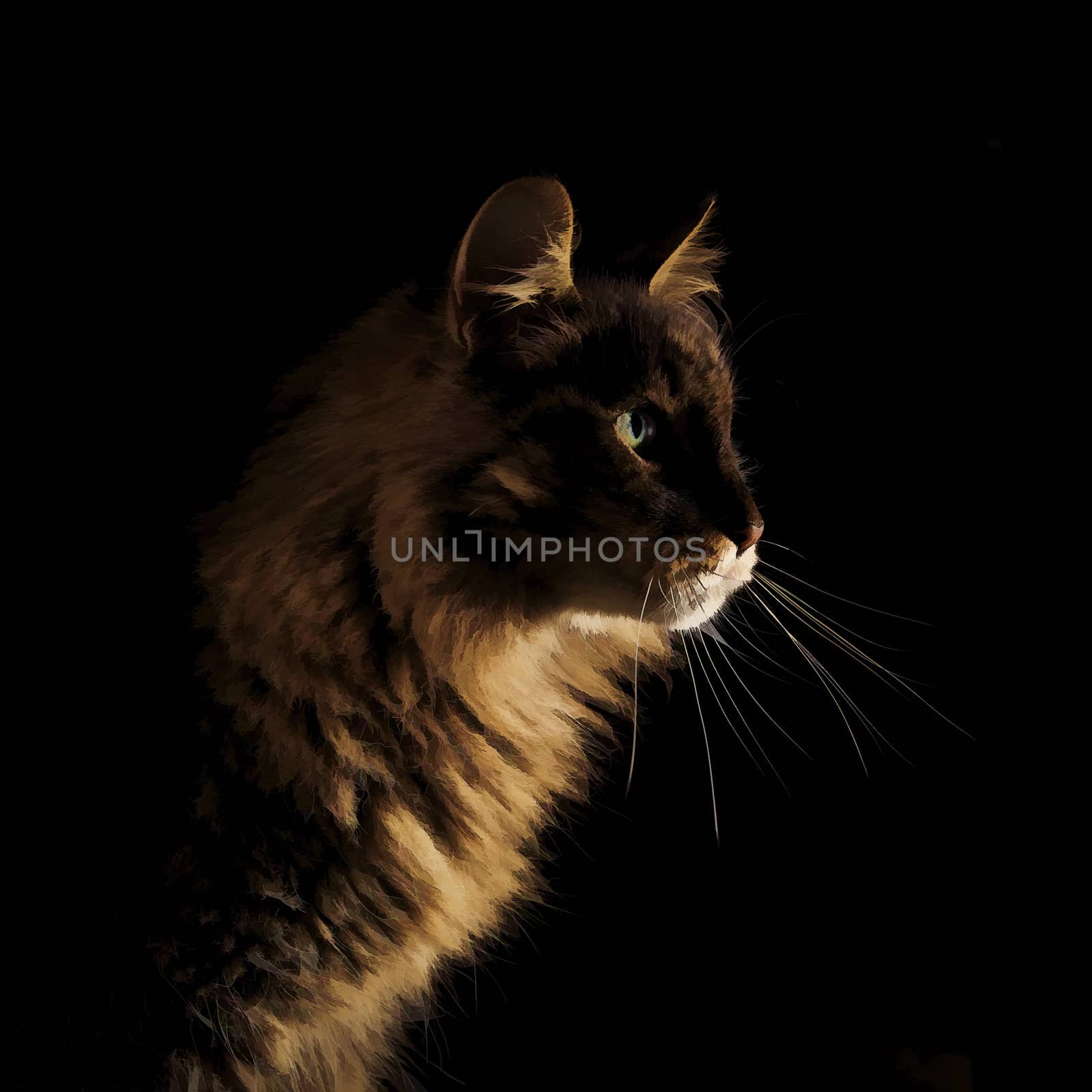 Square oil painting of domestic cat isolated on black